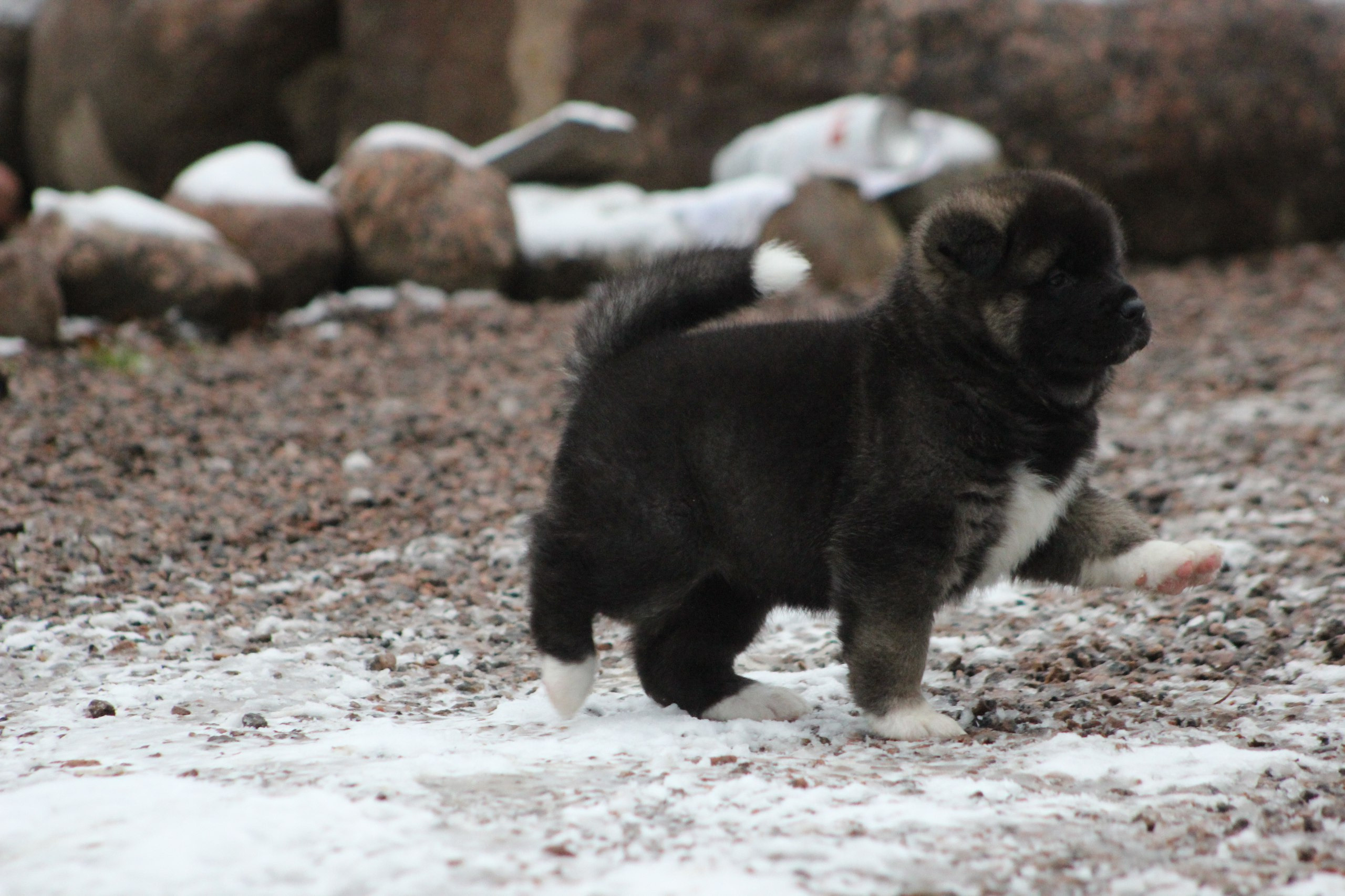 Американская акита питомник RUBYLIGHT. Американская акита I Сиба ину I Питомник RUBYLIGHT