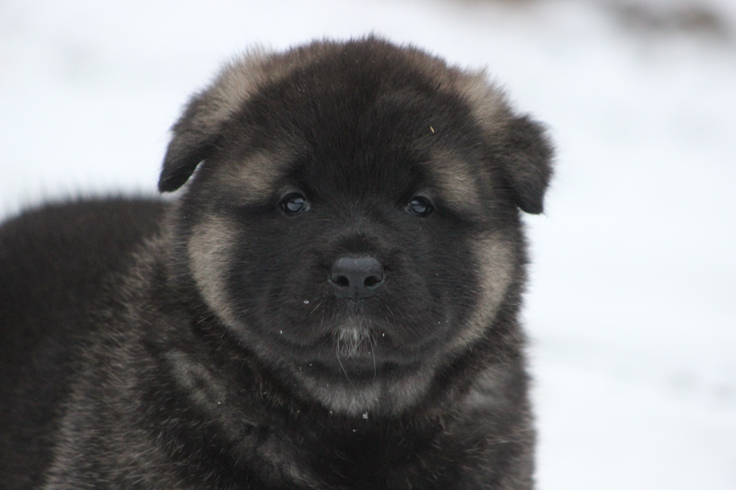 Американская акита питомник RUBYLIGHT. Американская акита I Сиба ину I Питомник RUBYLIGHT