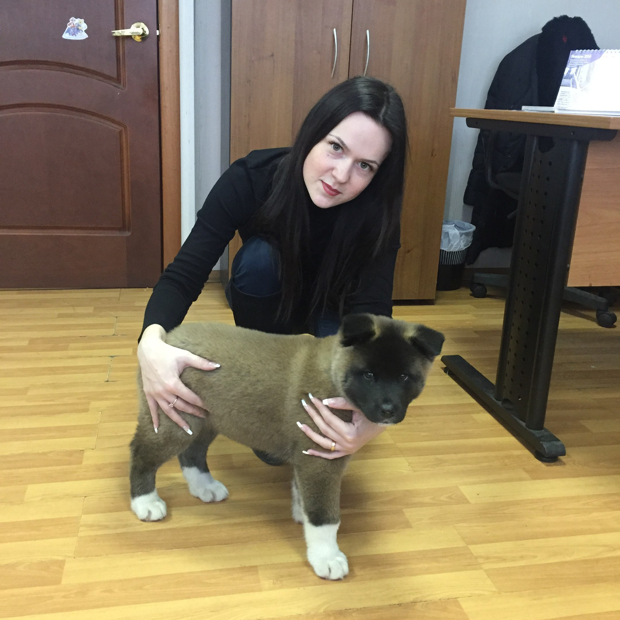 Американская акита питомник RUBYLIGHT. Американская акита I Сиба ину I Питомник RUBYLIGHT