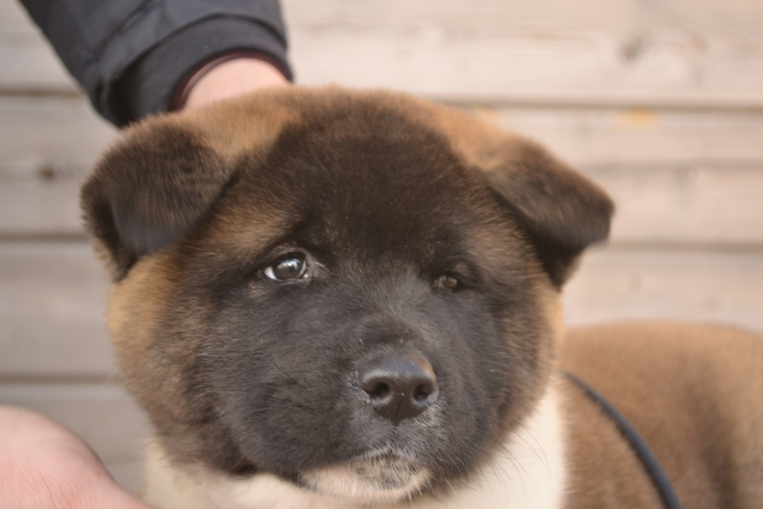 Щенки американской акиты питомник