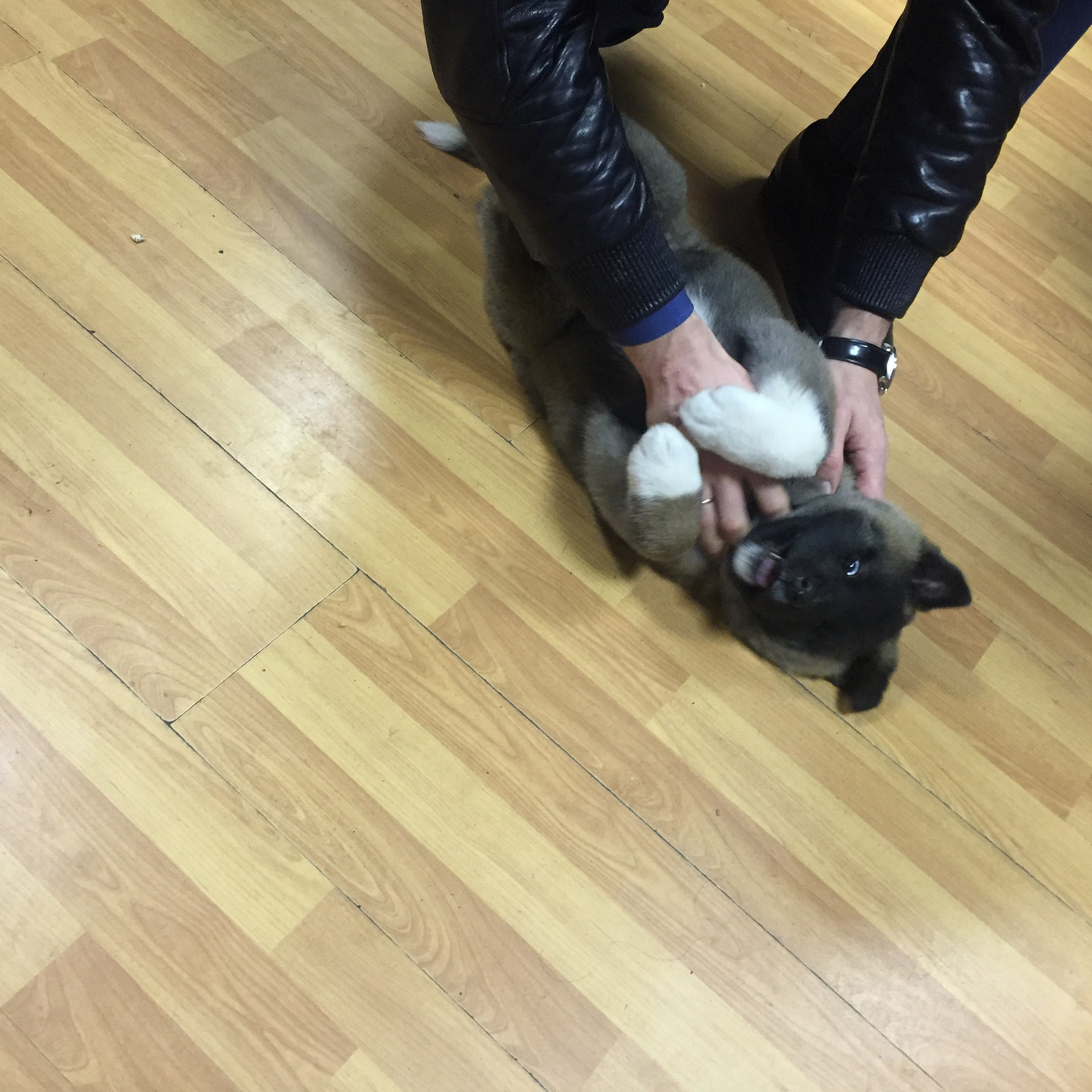 Американская акита питомник RUBYLIGHT. Американская акита I Сиба ину I Питомник RUBYLIGHT