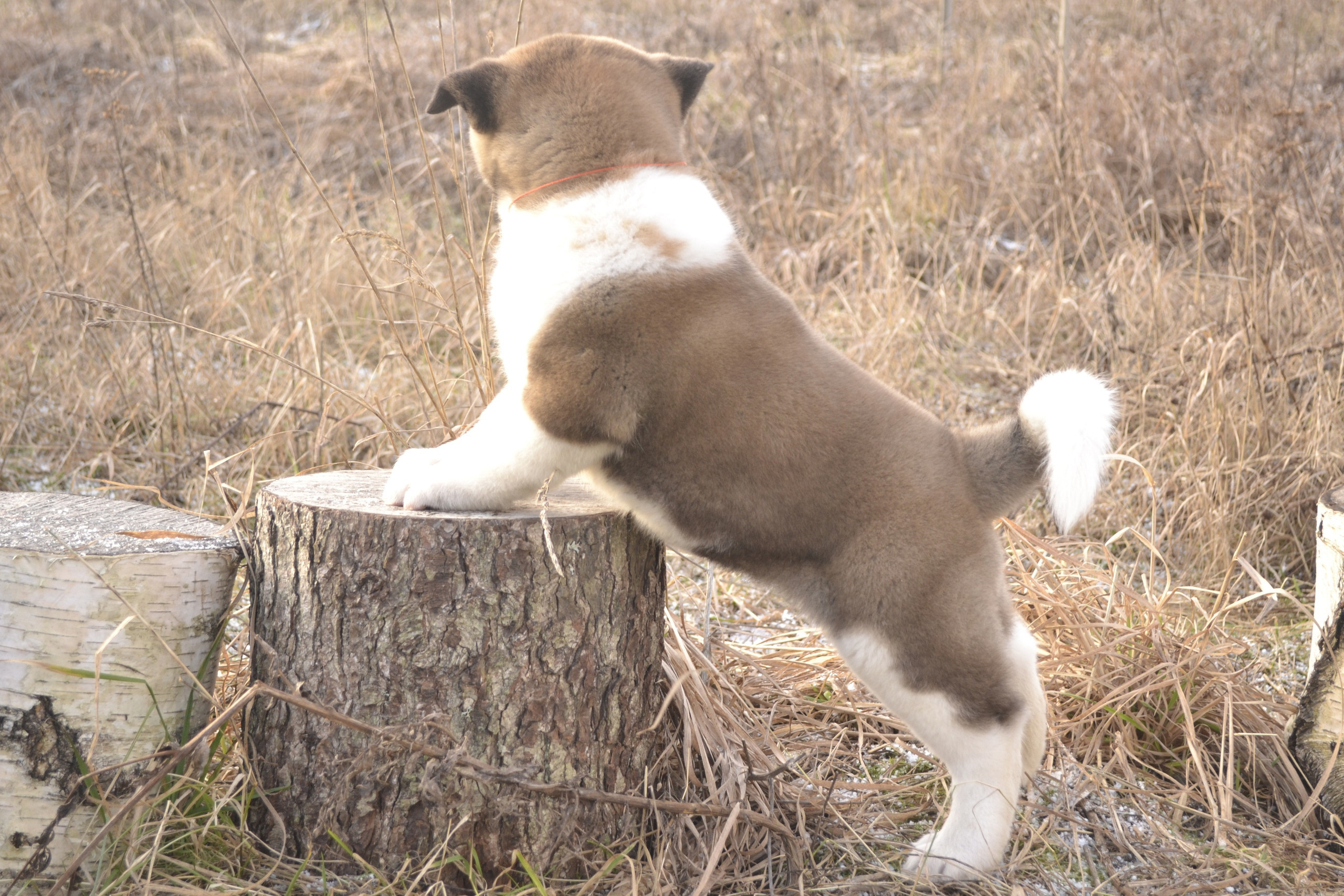 Щенки американской акиты питомник