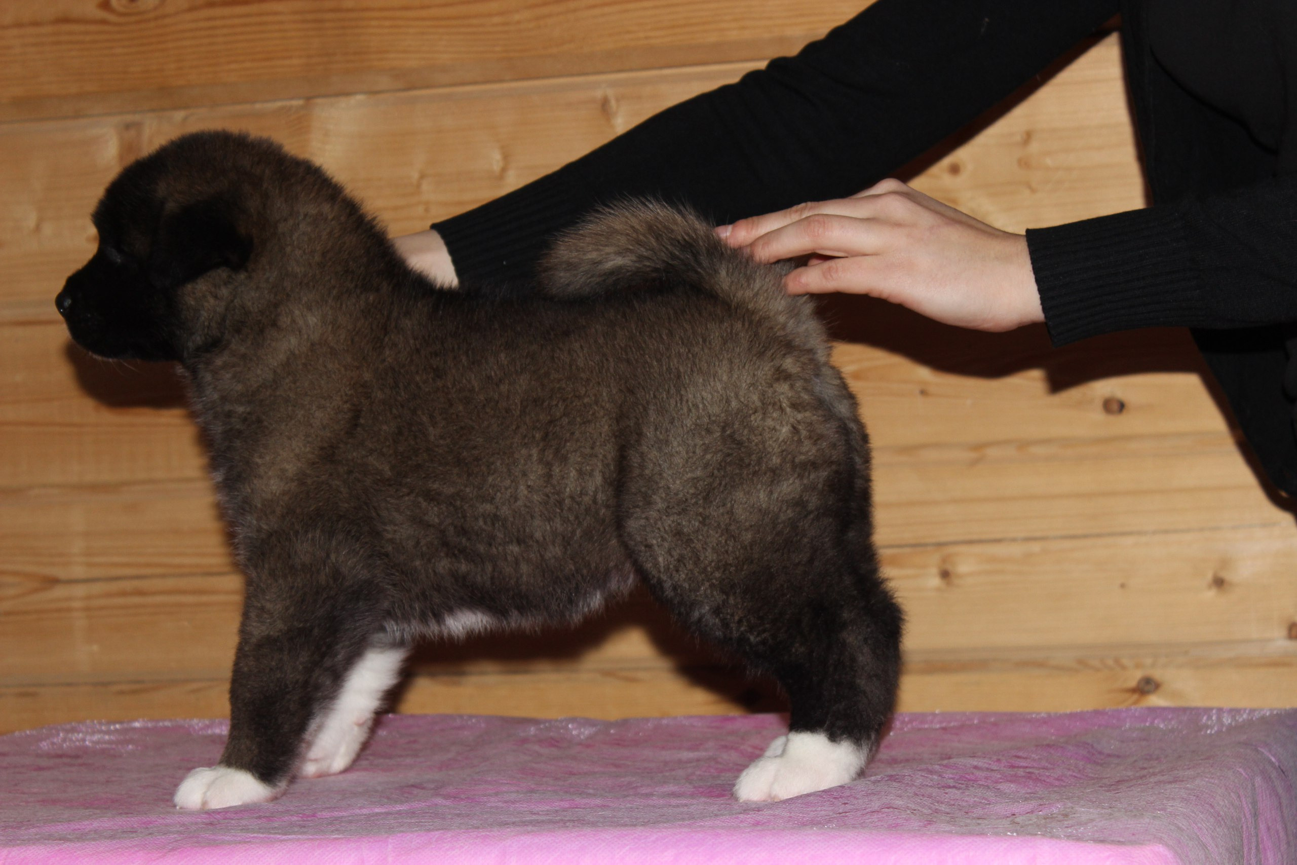 Американская акита питомник RUBYLIGHT. Американская акита I Сиба ину I Питомник RUBYLIGHT