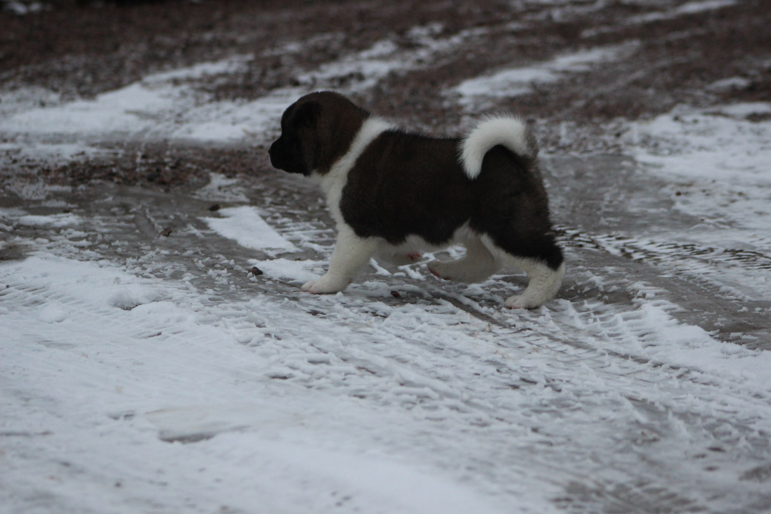 Svargas Domino * Даки. AMERICAN AKITA RUBYLIGHT KENNEL I SHIBA-INU