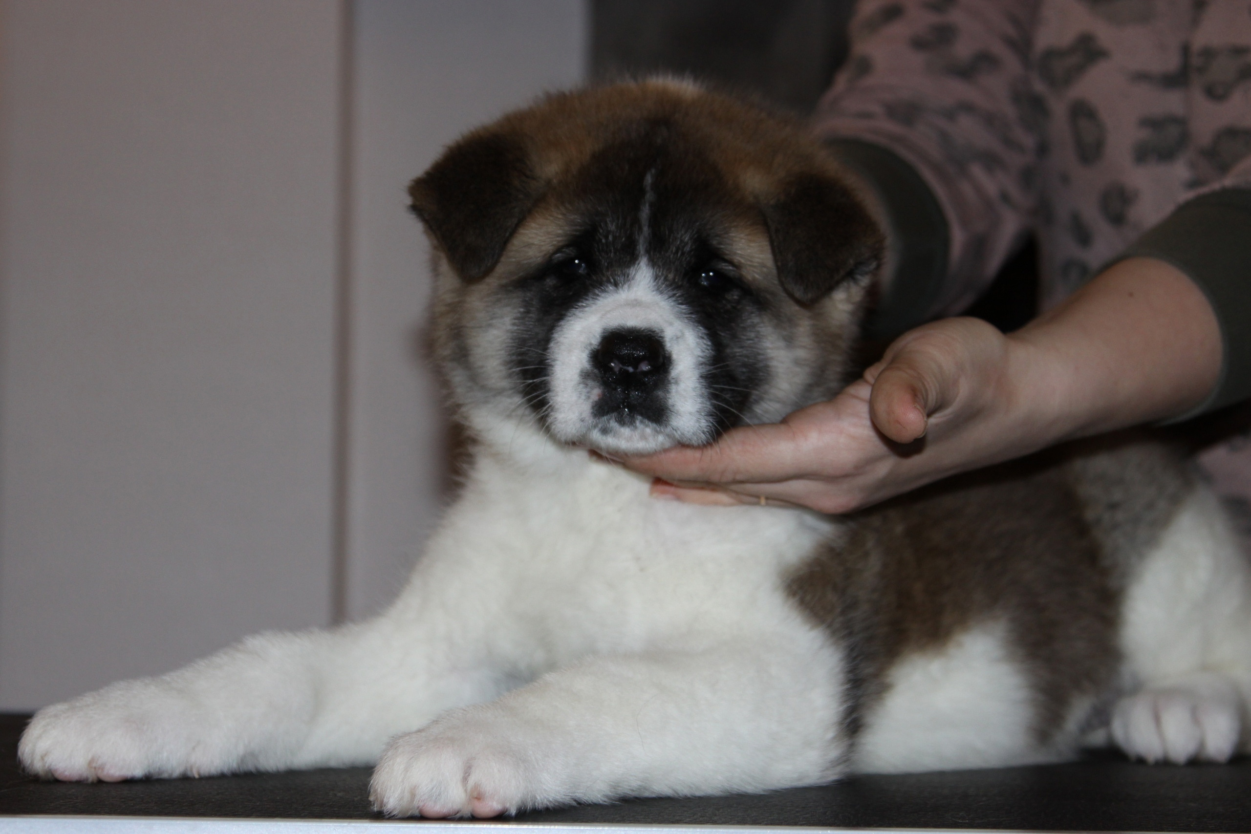 Щенки американской акиты питомник RUBYLIGHT Помет «E» Дата рождения 01.12.2019 г. Отец: NATIVEBEAR ZENNON FLY Мать: SVARGAS OCEAN LOVE  