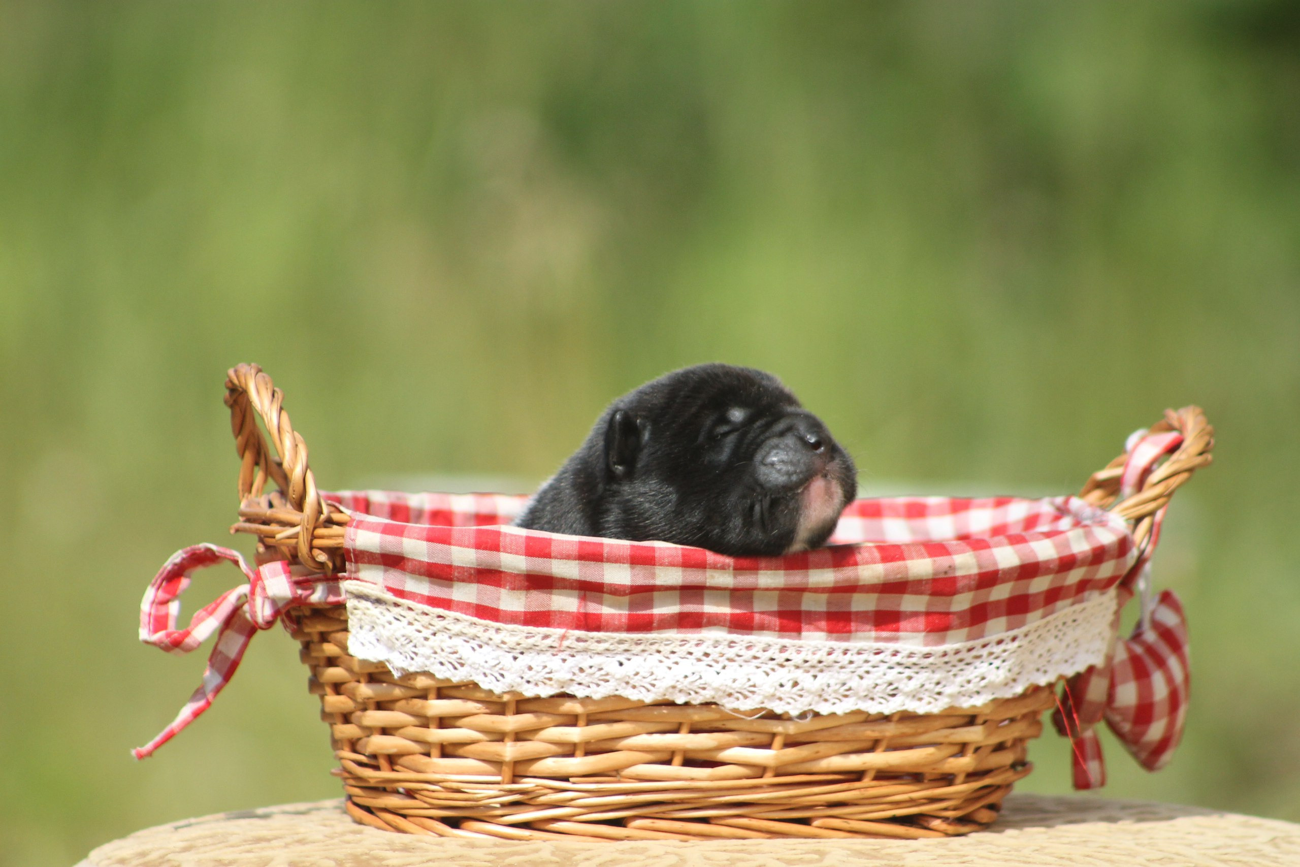 Помет И общее. AMERICAN AKITA RUBYLIGHT KENNEL I SHIBA-INU