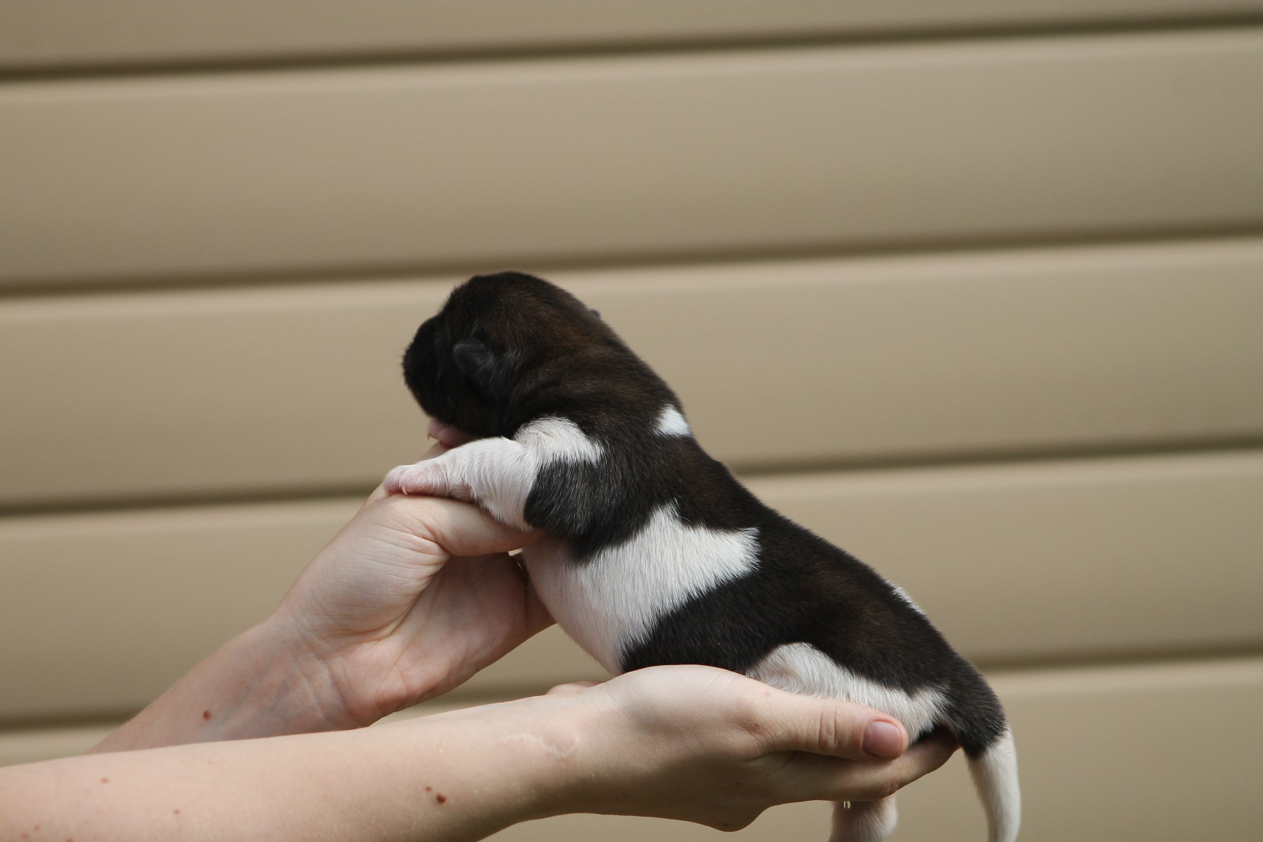 Помет И общее. AMERICAN AKITA RUBYLIGHT KENNEL I SHIBA-INU