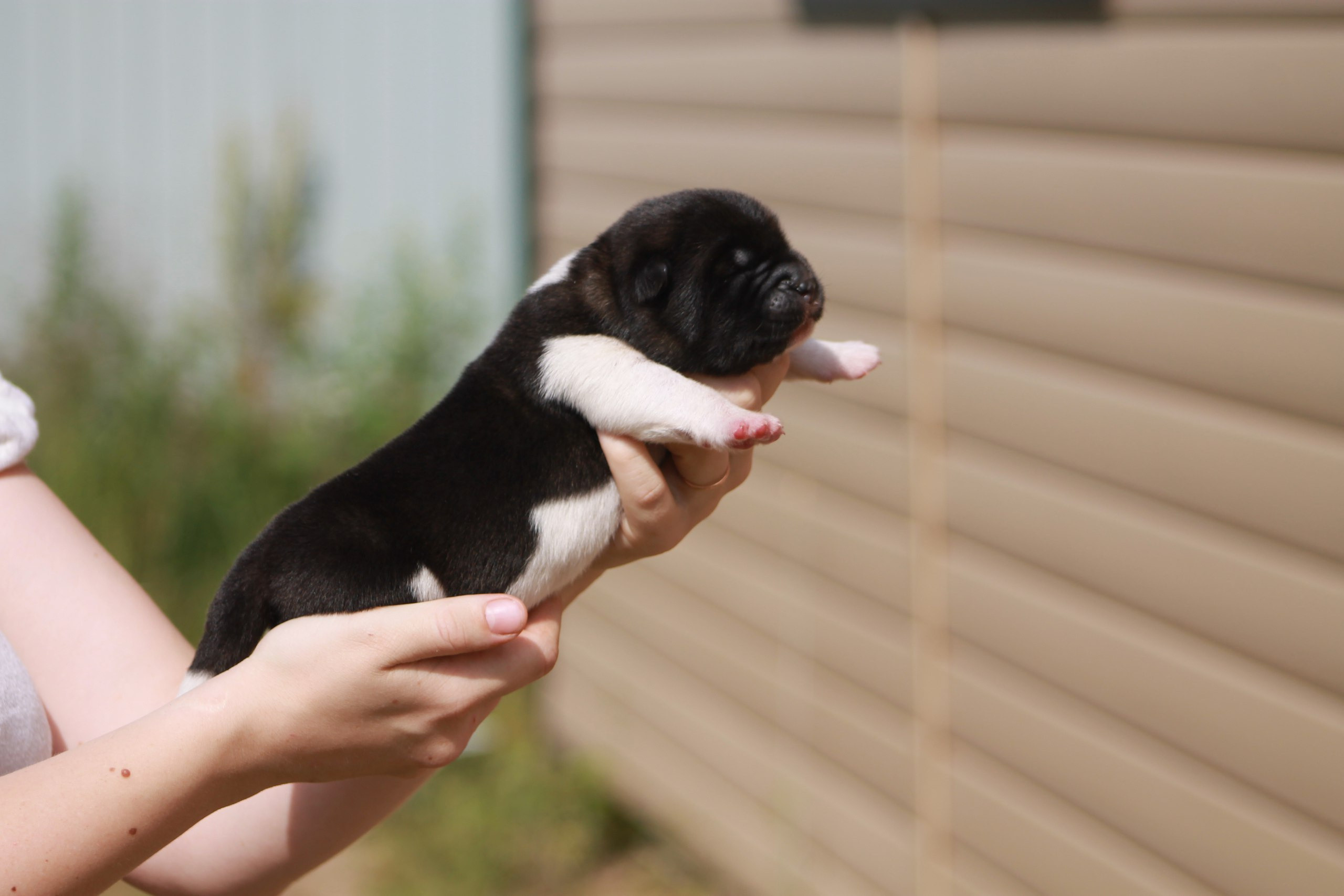 Помет И общее. AMERICAN AKITA RUBYLIGHT KENNEL I SHIBA-INU