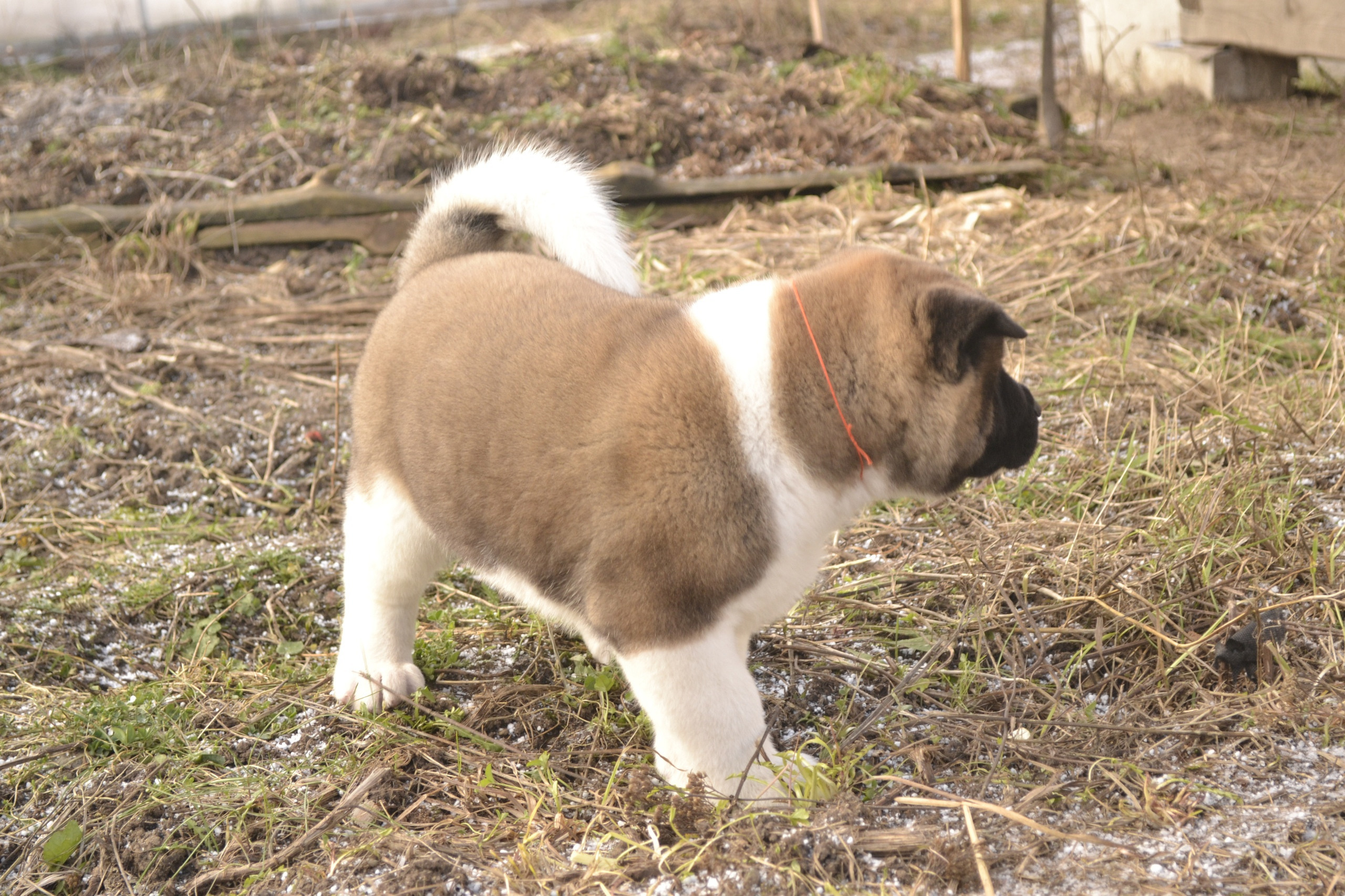 Щенки американской акиты питомник