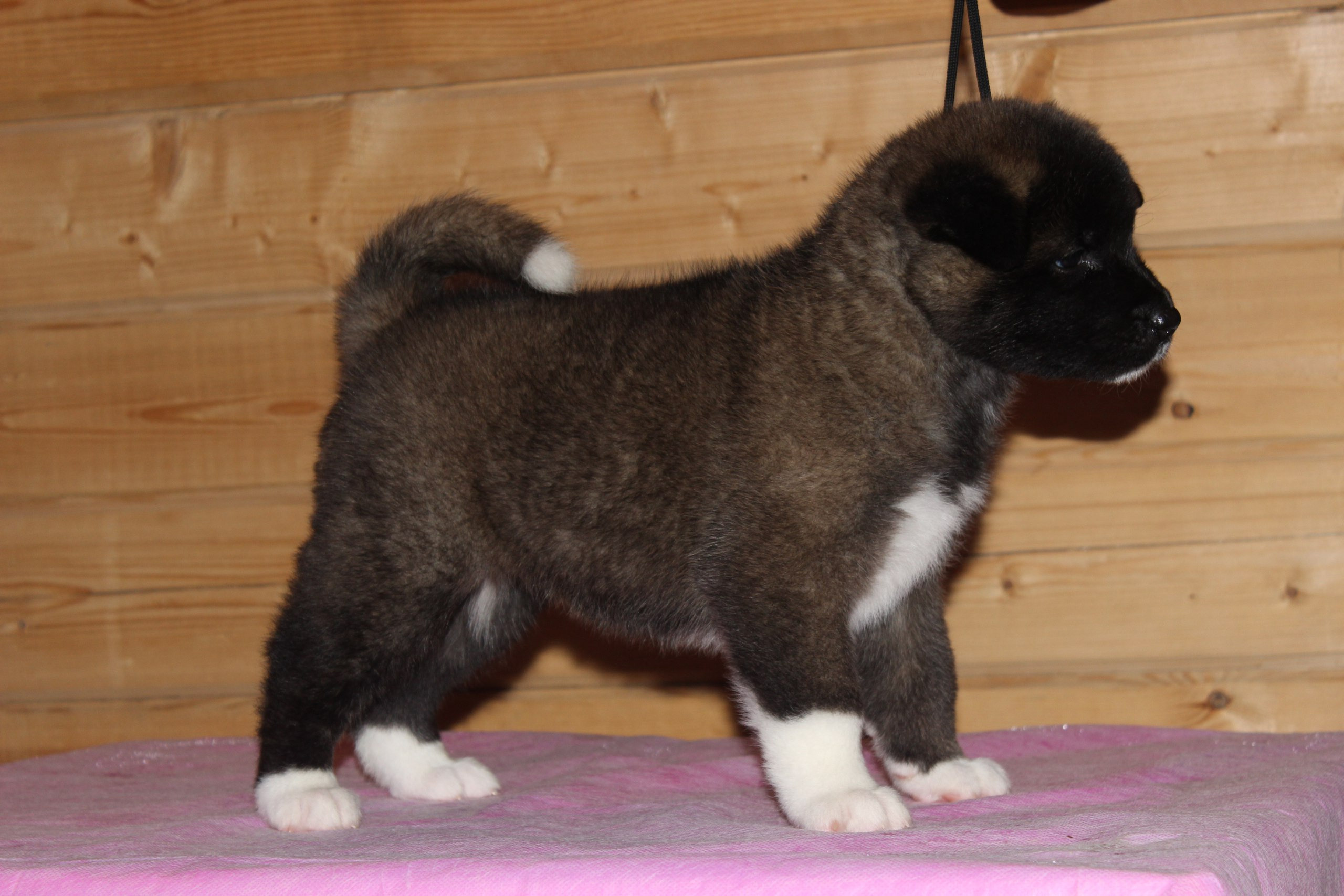 Американская акита питомник RUBYLIGHT. Американская акита I Сиба ину I Питомник RUBYLIGHT