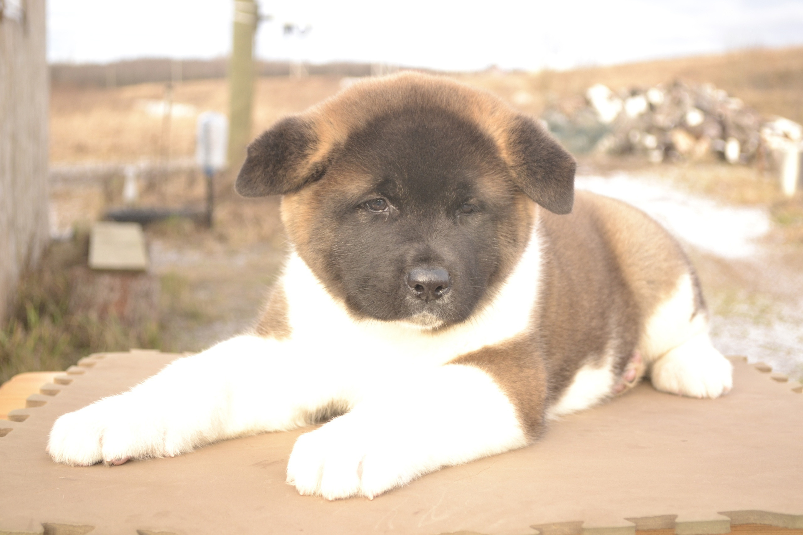 Щенки американской акиты питомник