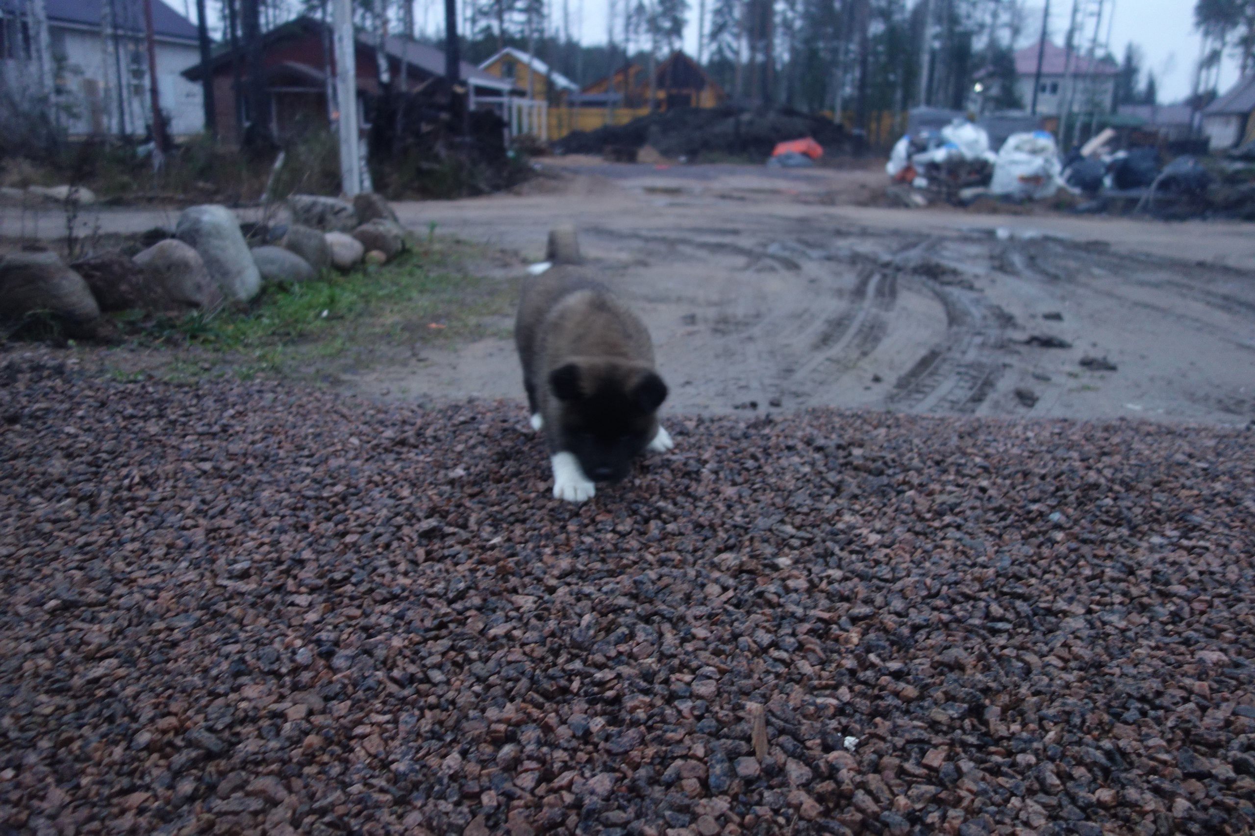 Американская акита питомник RUBYLIGHT. Американская акита I Сиба ину I Питомник RUBYLIGHT