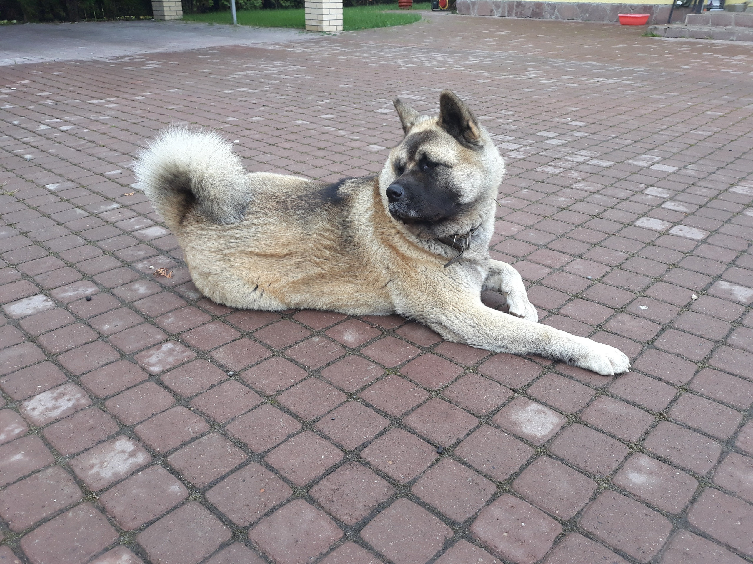 Американская акита питомник RUBYLIGHT. Американская акита I Сиба ину I Питомник RUBYLIGHT