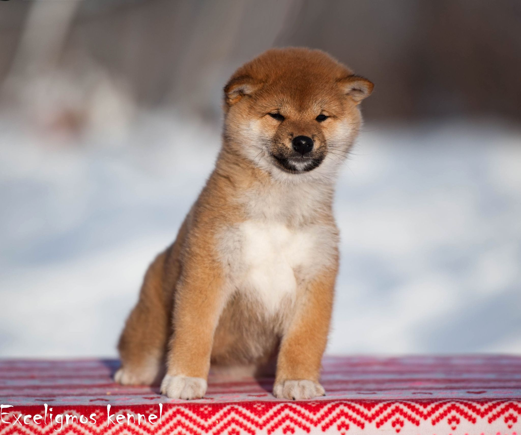 Питомник Рубилайт Сиба Эми* Exceligmos Zaffiro Verde