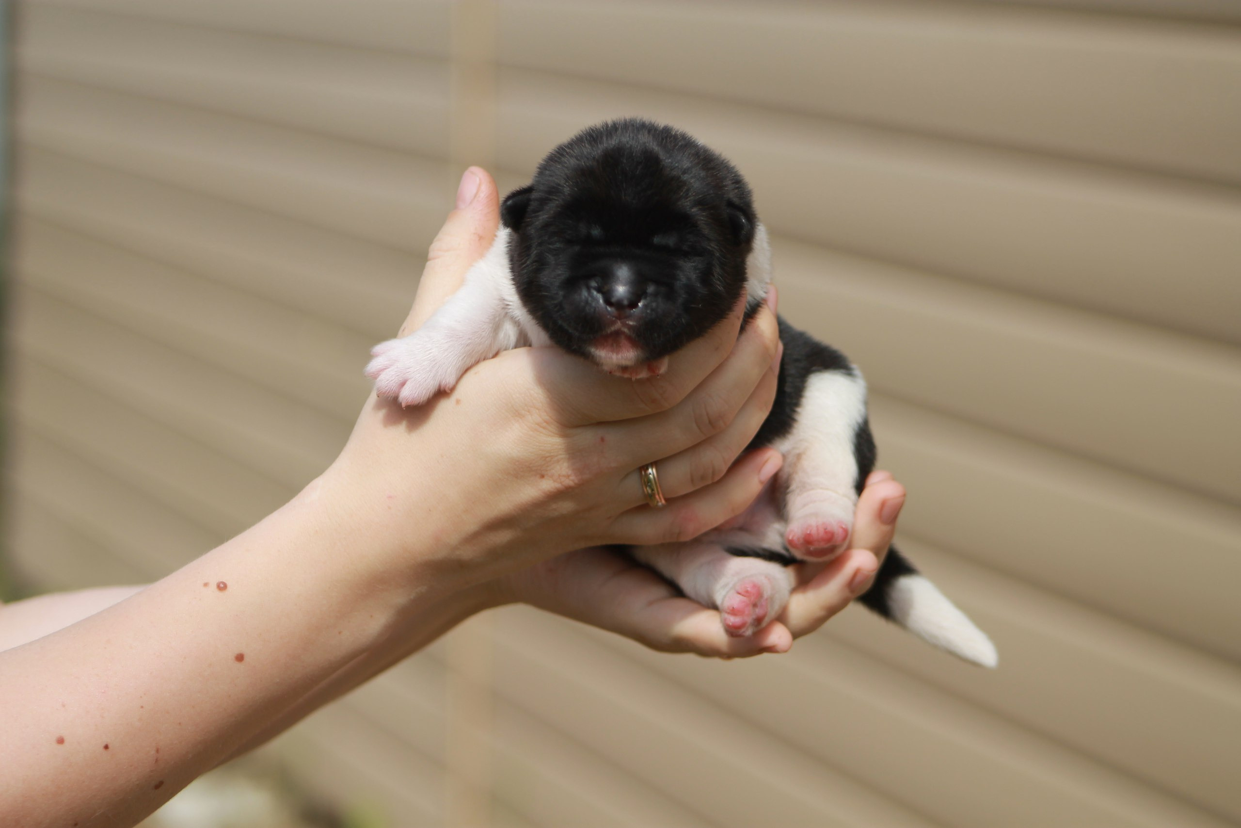 Помет И общее. AMERICAN AKITA RUBYLIGHT KENNEL I SHIBA-INU