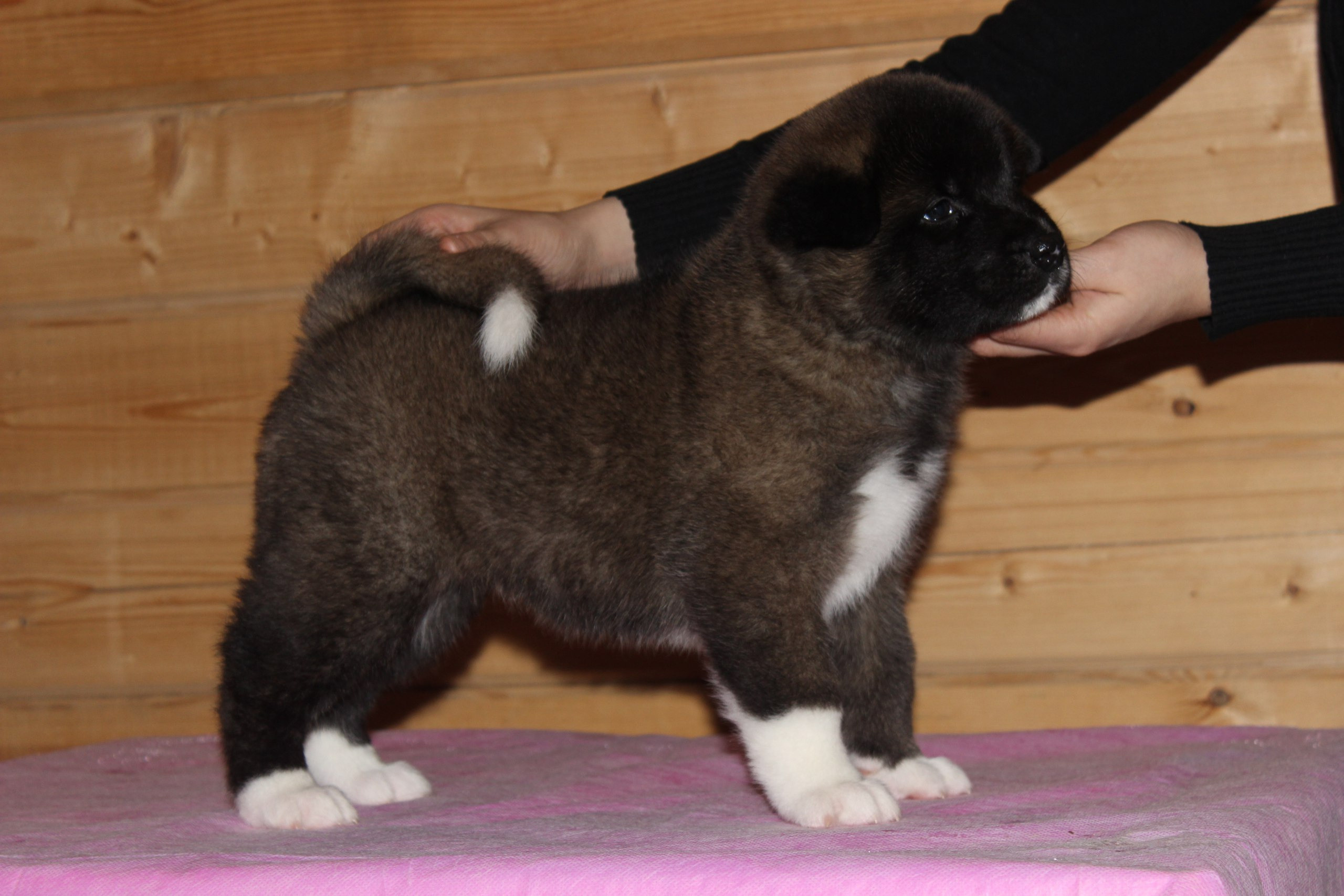 Американская акита питомник RUBYLIGHT. Американская акита I Сиба ину I Питомник RUBYLIGHT