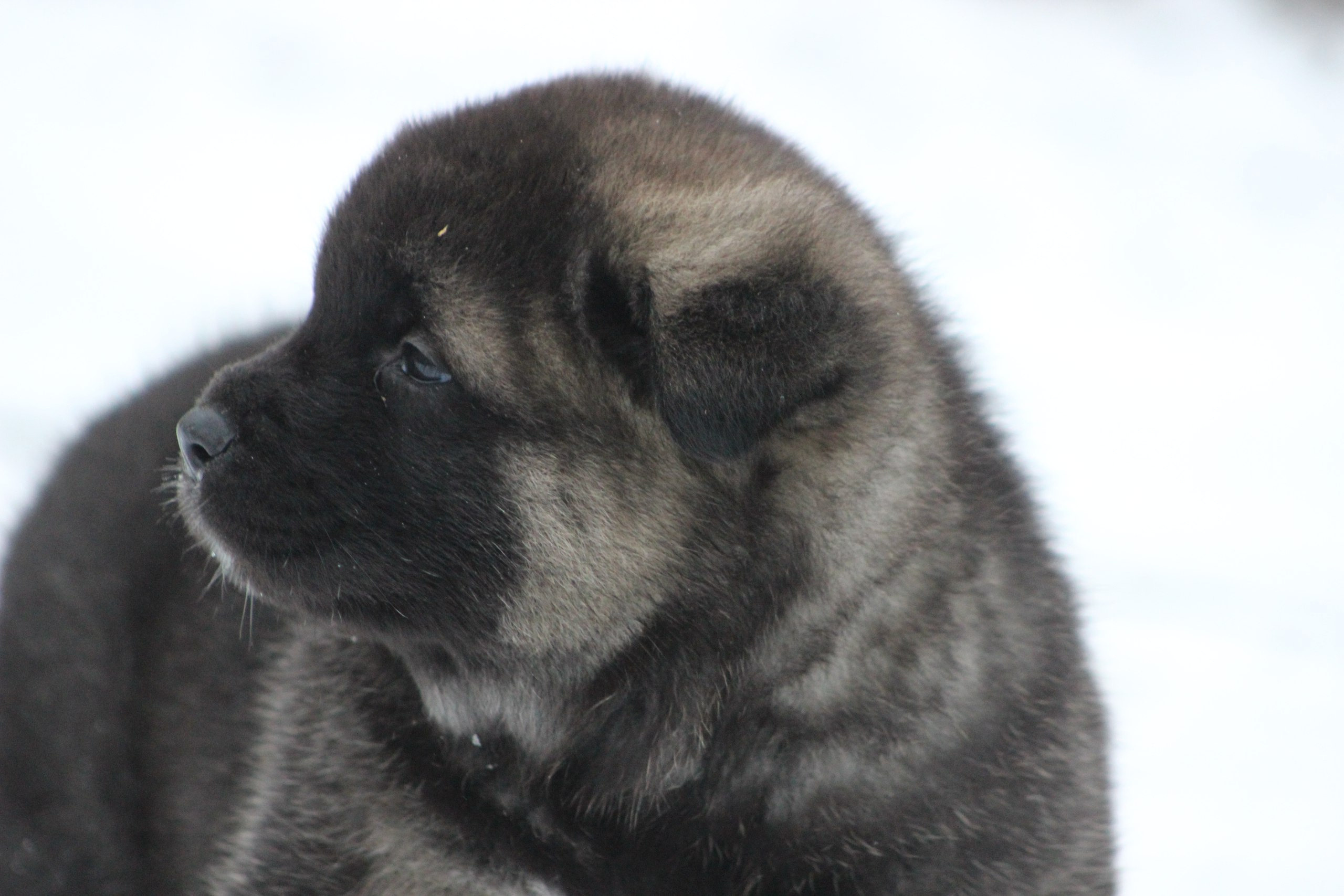 Американская акита питомник RUBYLIGHT. Американская акита I Сиба ину I Питомник RUBYLIGHT