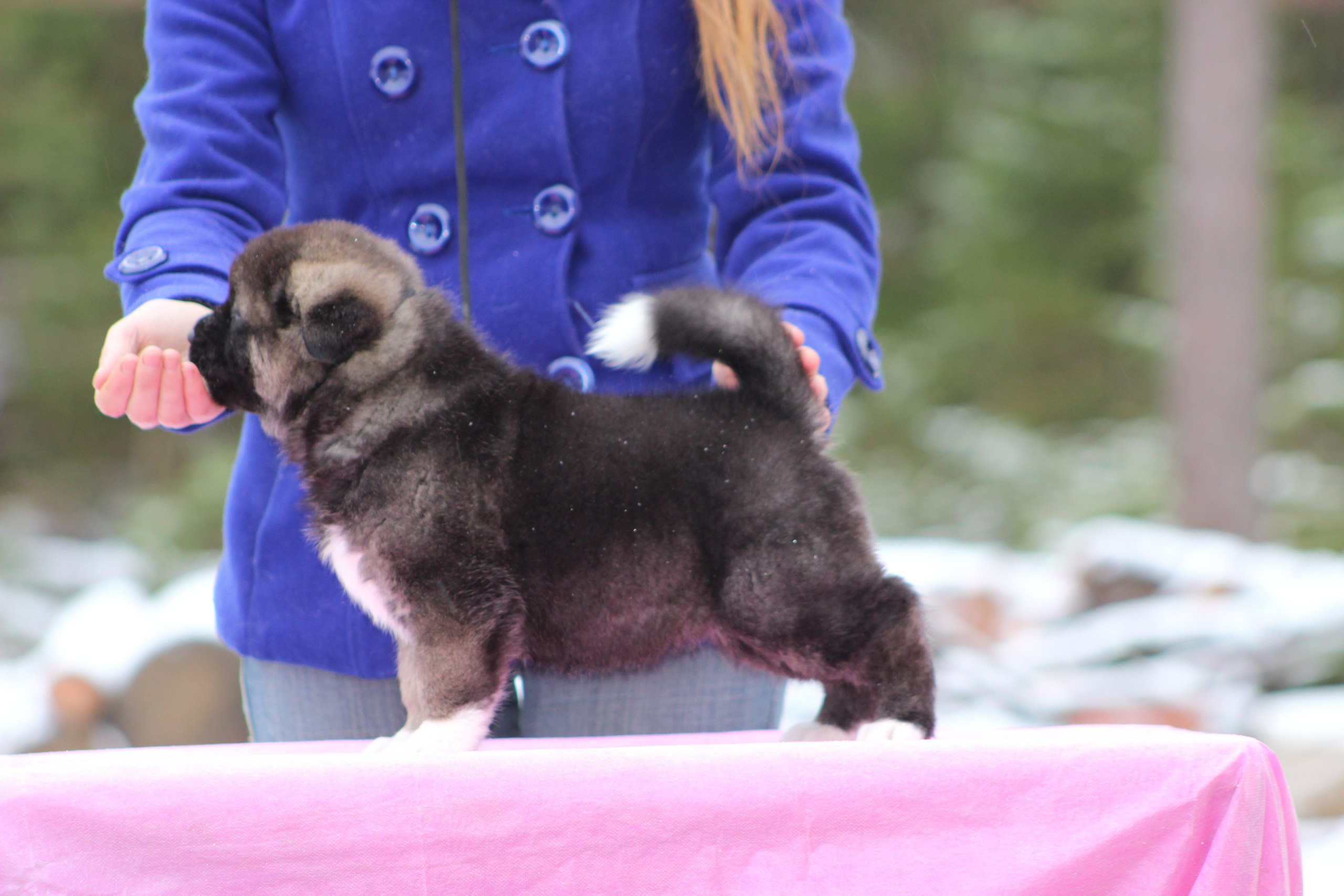 Американская акита питомник RUBYLIGHT. Американская акита I Сиба ину I Питомник RUBYLIGHT