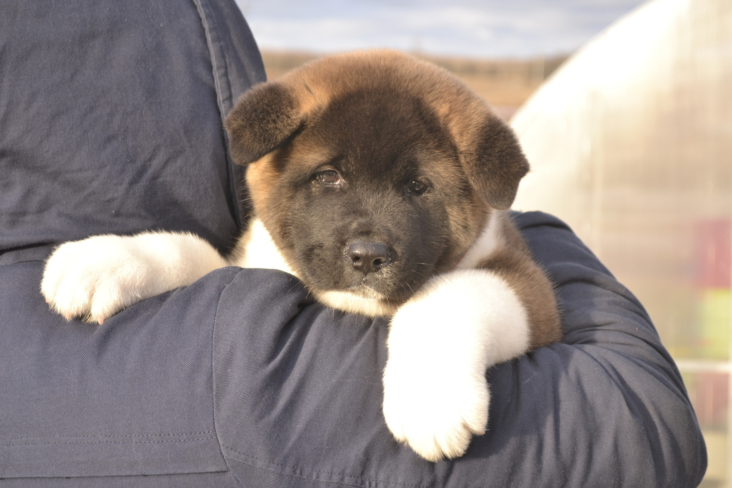 Щенки американской акиты питомник