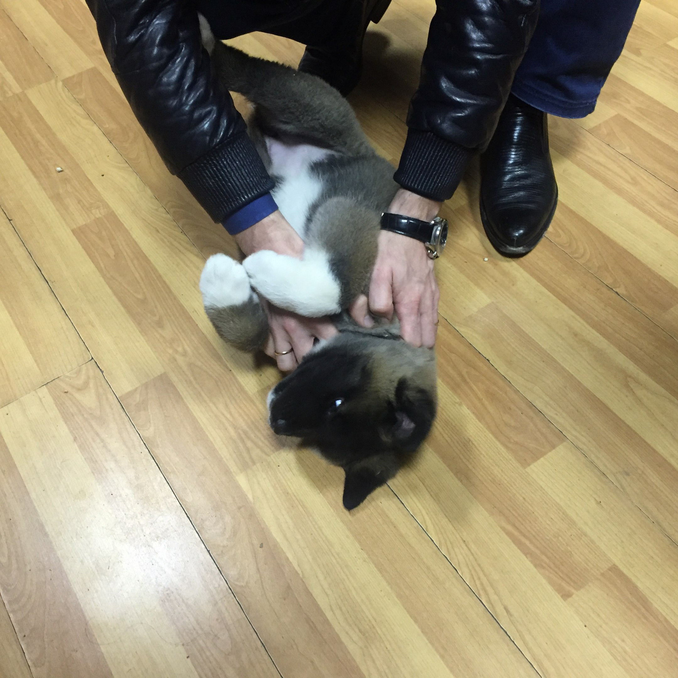 Американская акита питомник RUBYLIGHT. Американская акита I Сиба ину I Питомник RUBYLIGHT