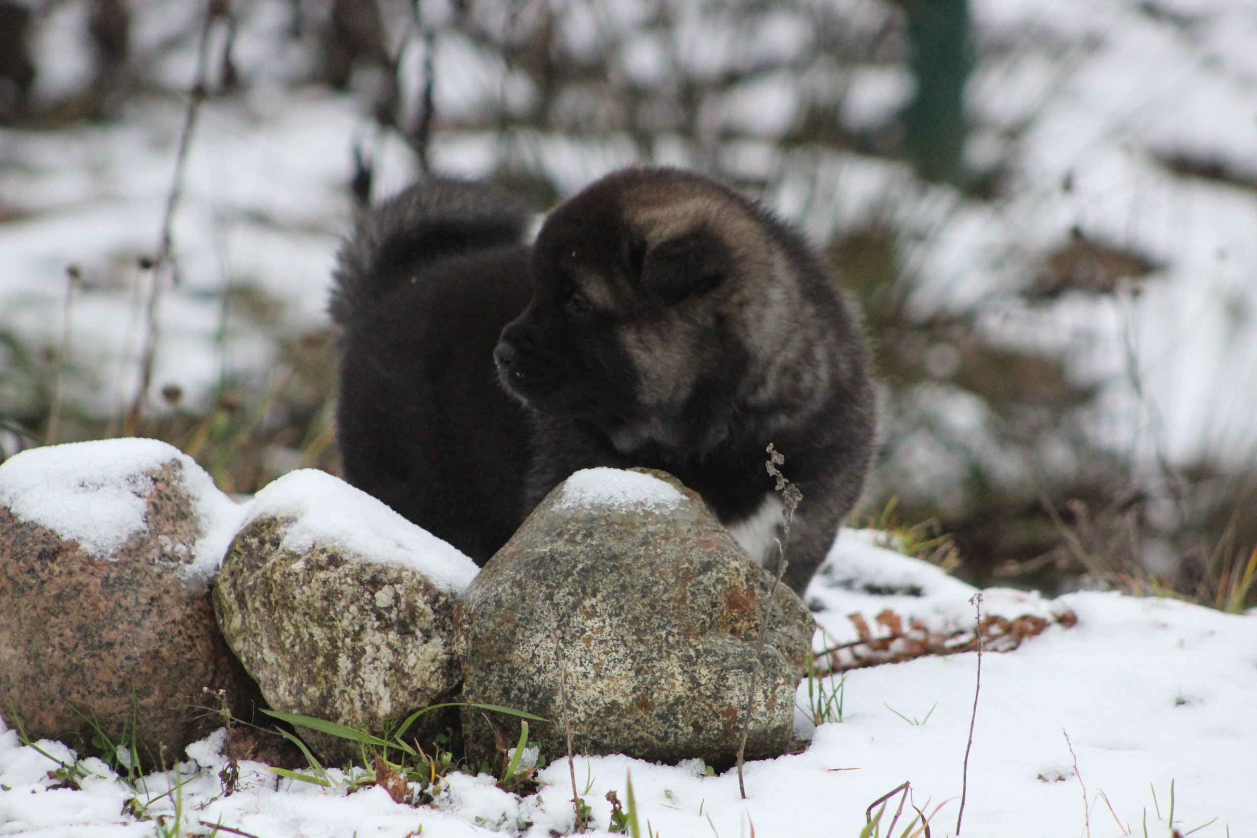 Американская акита питомник RUBYLIGHT. Американская акита I Сиба ину I Питомник RUBYLIGHT