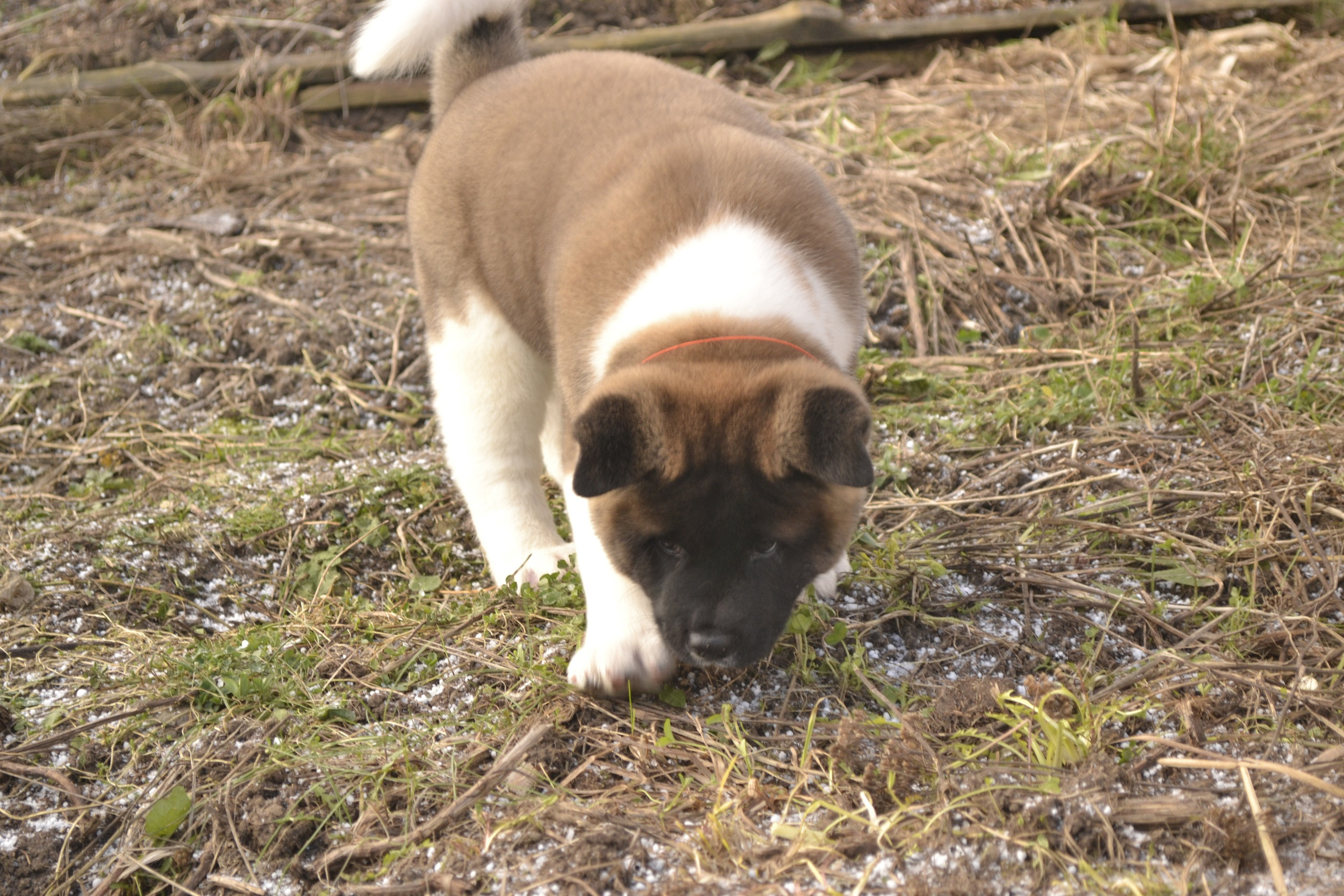 Щенки американской акиты питомник