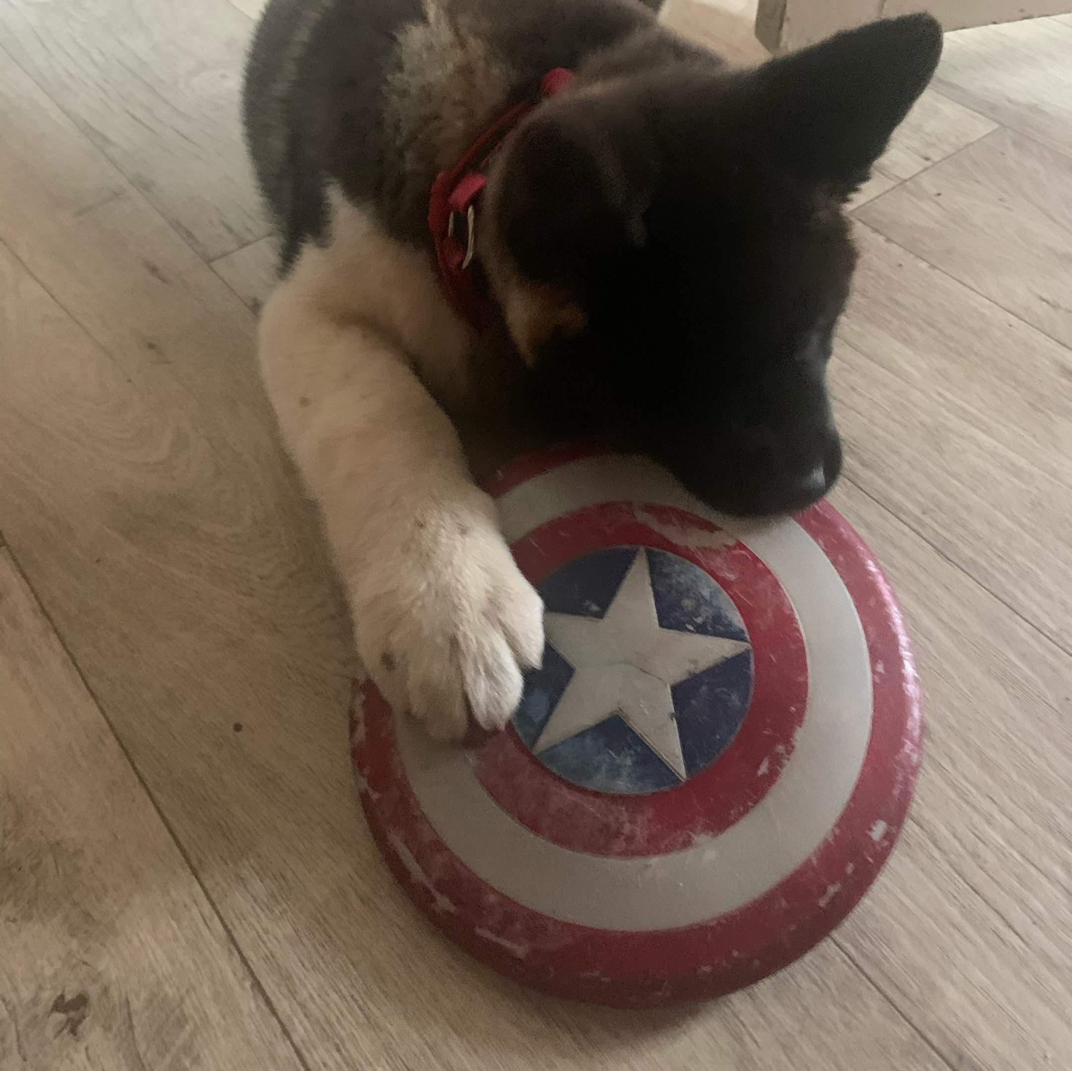 Американская акита щенки питомник