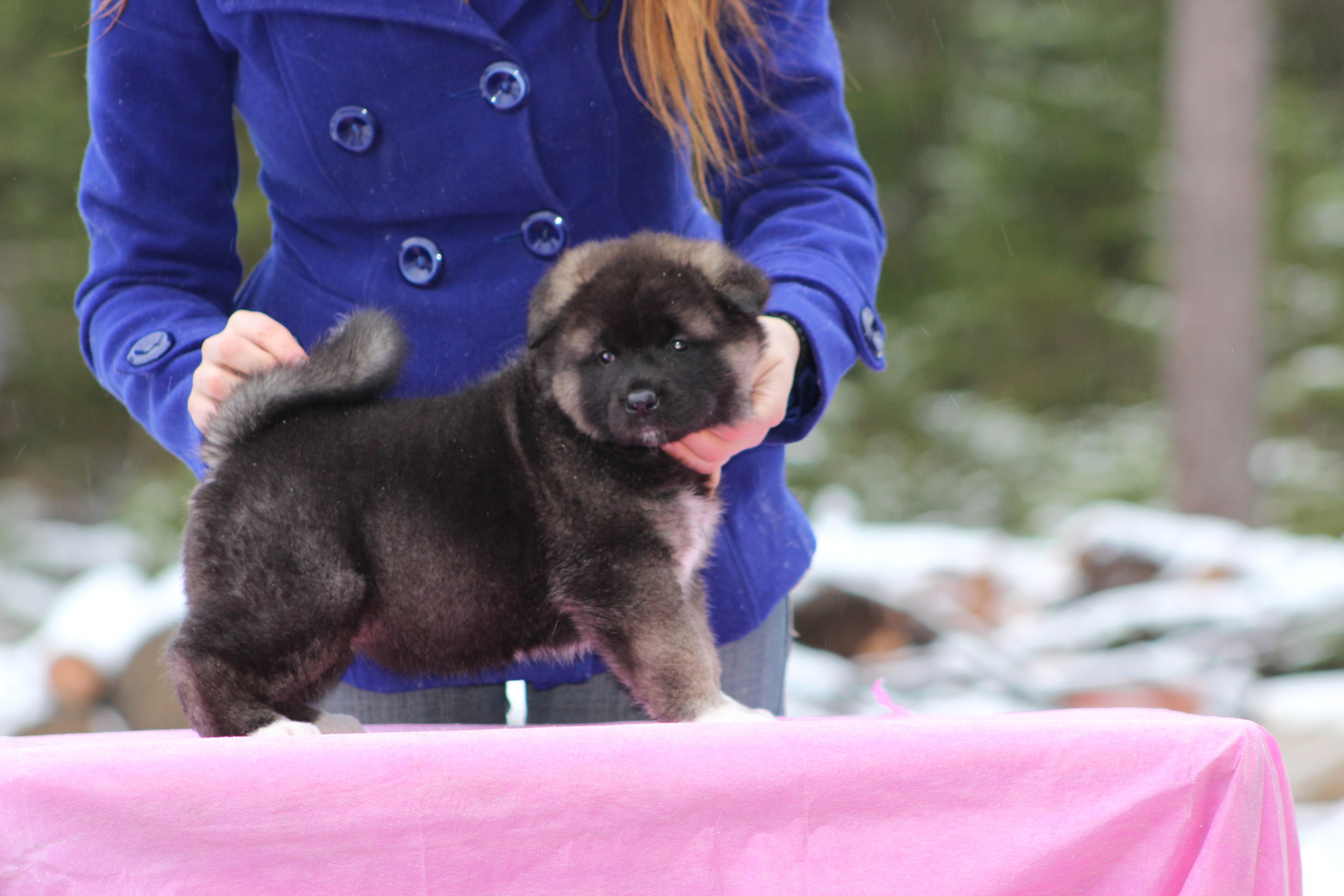 Американская акита питомник RUBYLIGHT. Американская акита I Сиба ину I Питомник RUBYLIGHT