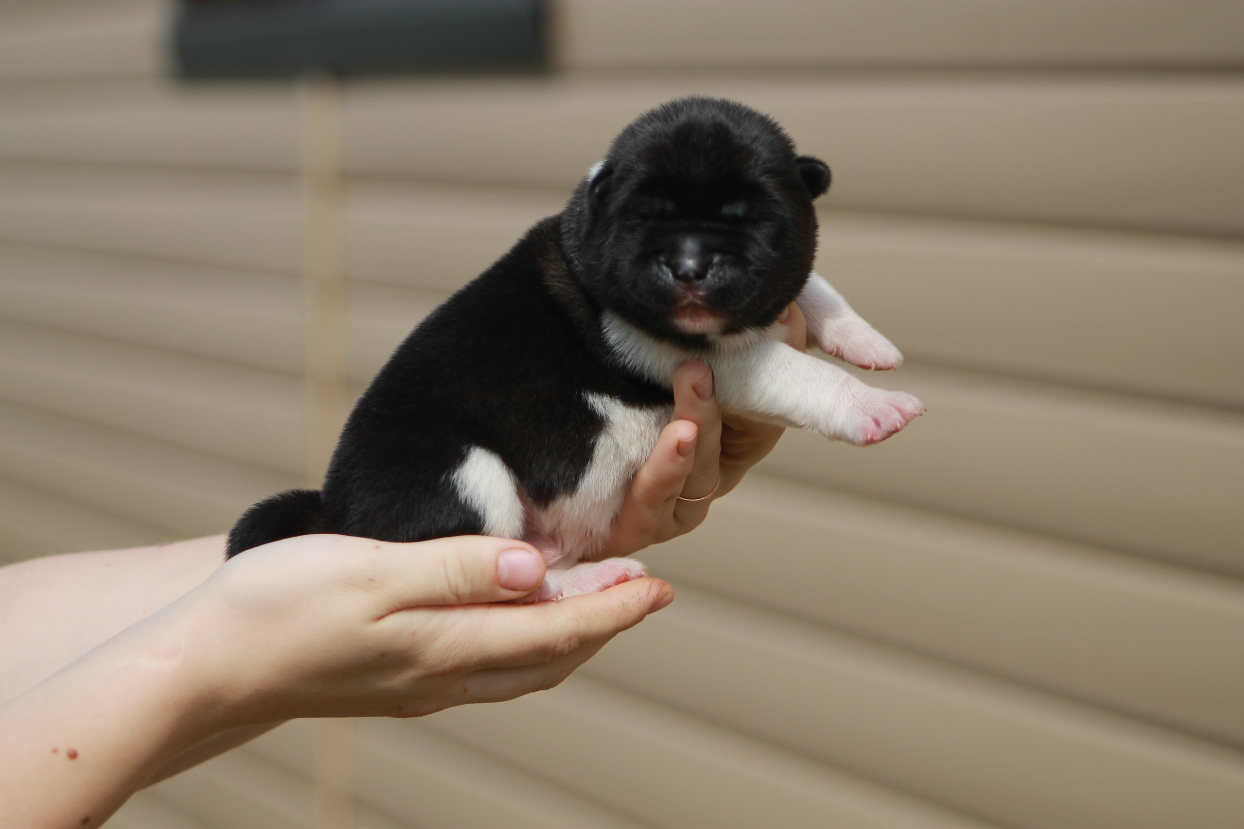 Помет И общее. AMERICAN AKITA RUBYLIGHT KENNEL I SHIBA-INU