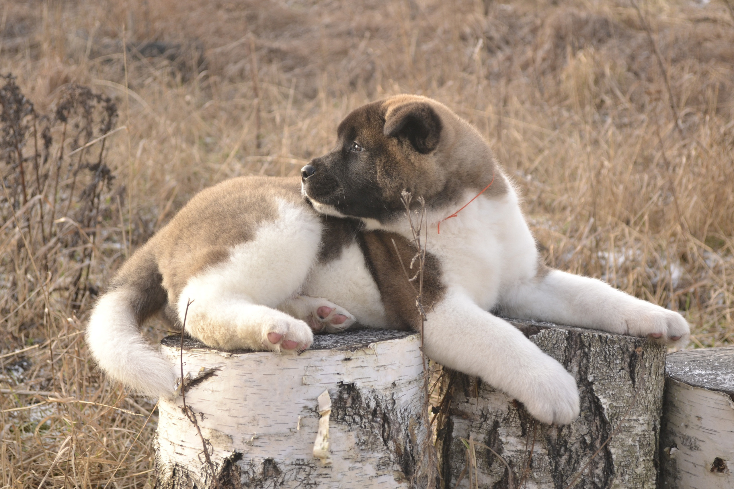 Щенки американской акиты питомник