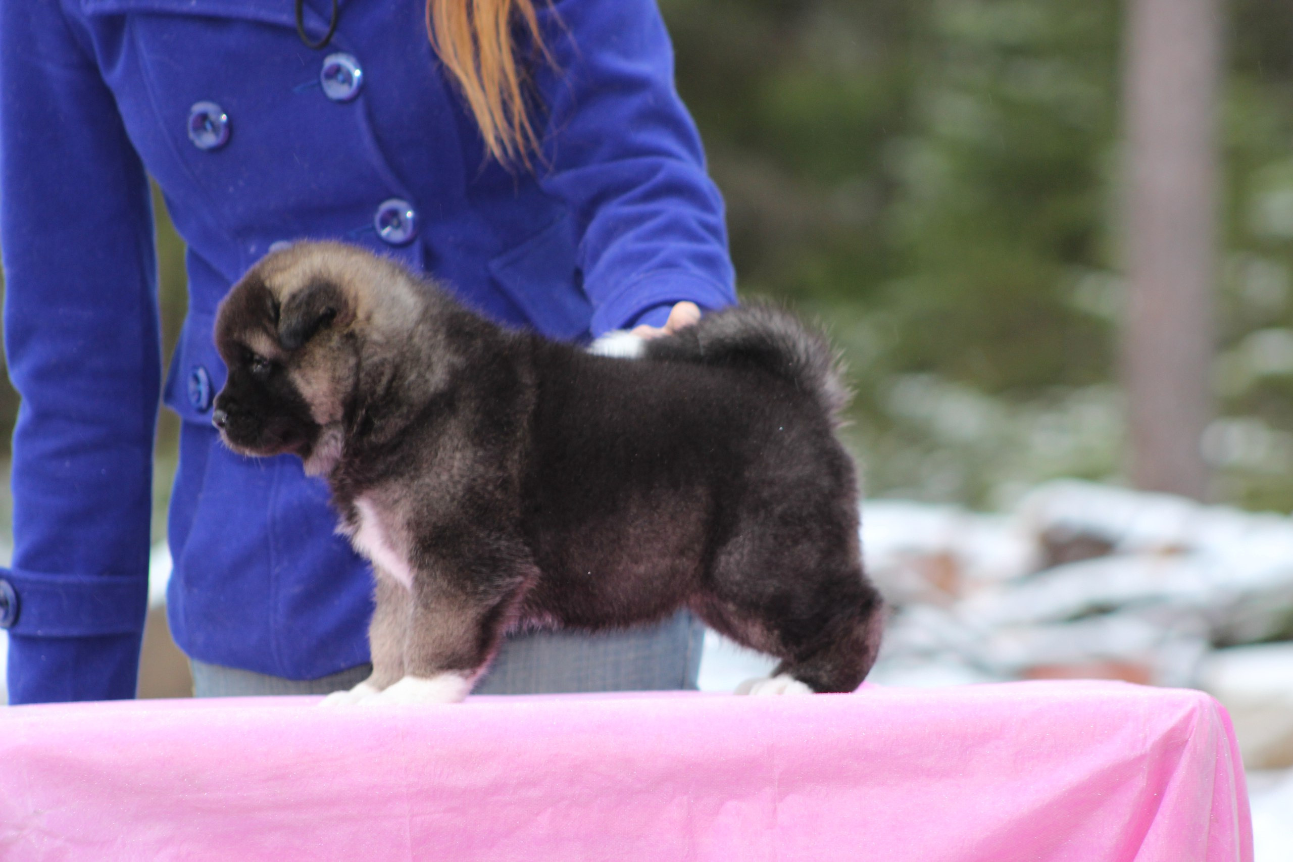 Американская акита питомник RUBYLIGHT. Американская акита I Сиба ину I Питомник RUBYLIGHT