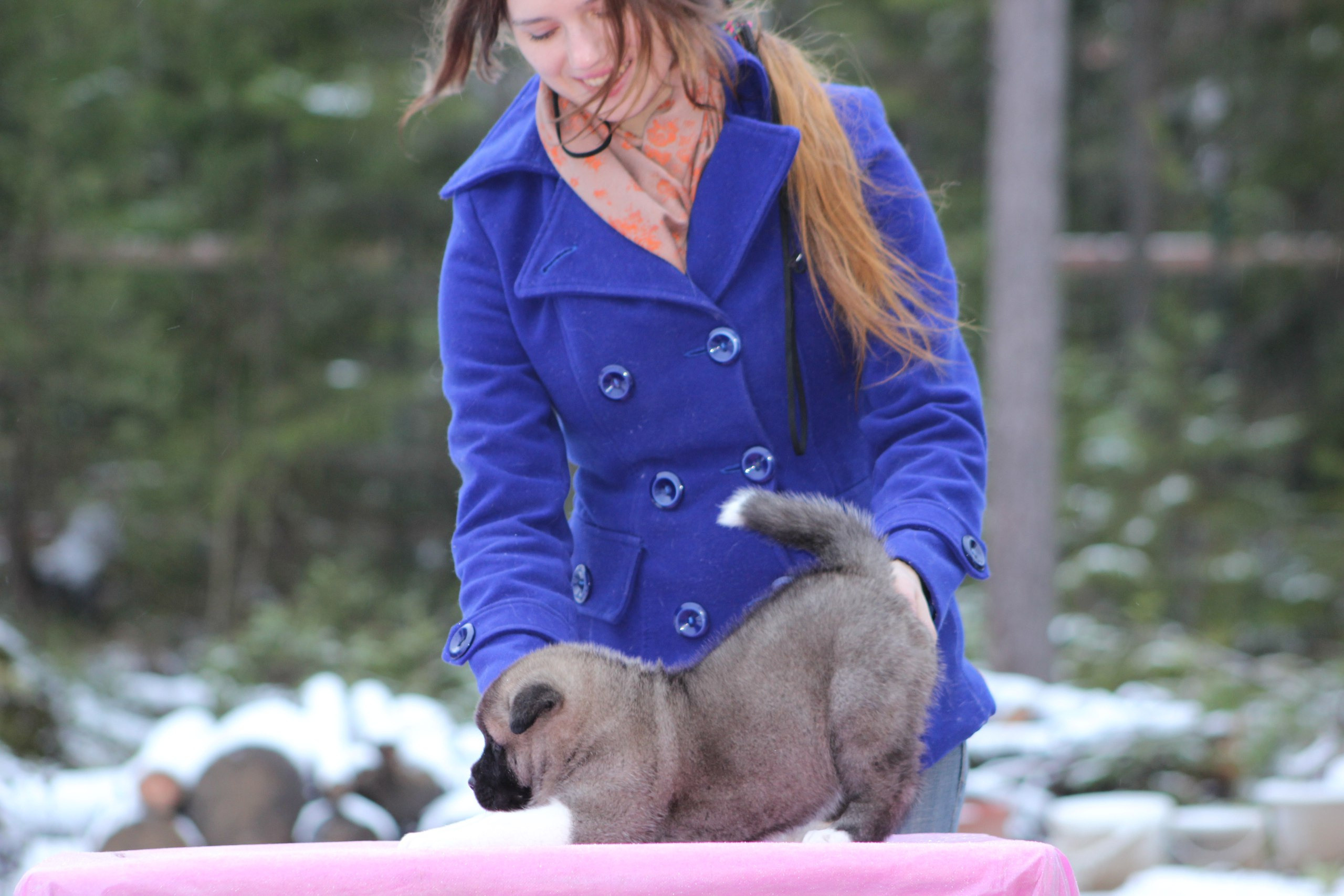Svargas Dancing in the rain. AMERICAN AKITA RUBYLIGHT KENNEL I SHIBA-INU