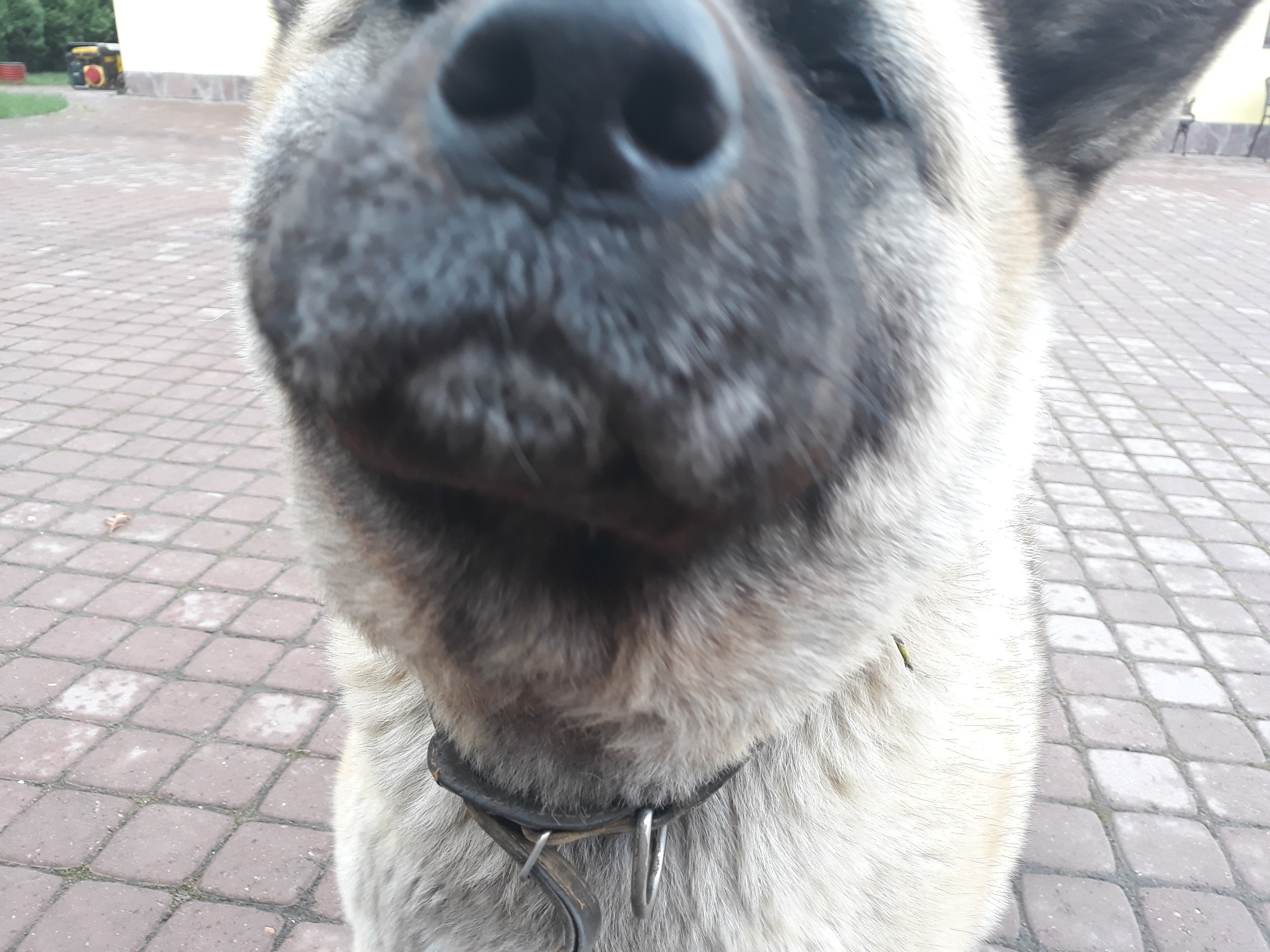 Американская акита питомник RUBYLIGHT. Американская акита I Сиба ину I Питомник RUBYLIGHT