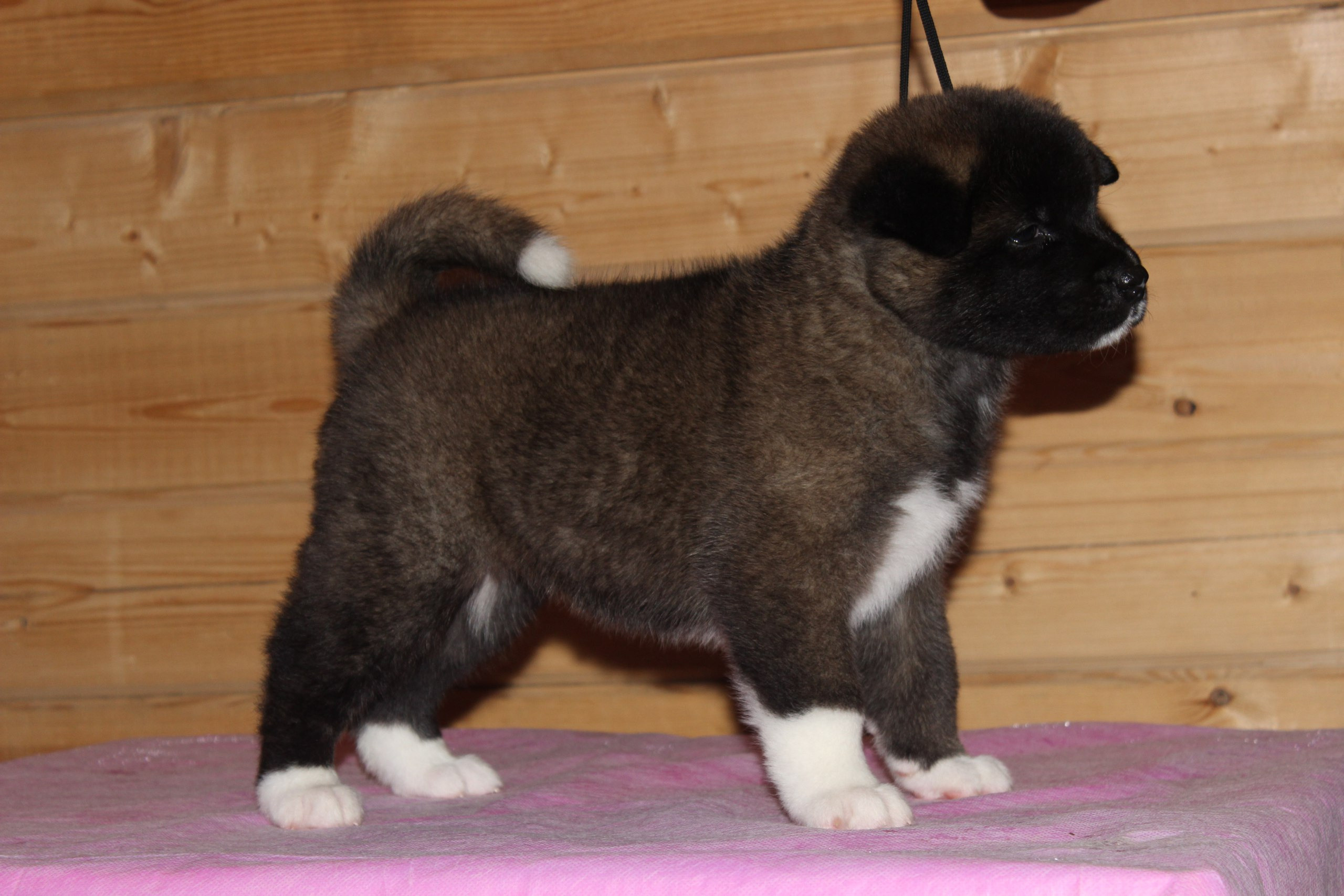 Американская акита питомник RUBYLIGHT. Американская акита I Сиба ину I Питомник RUBYLIGHT