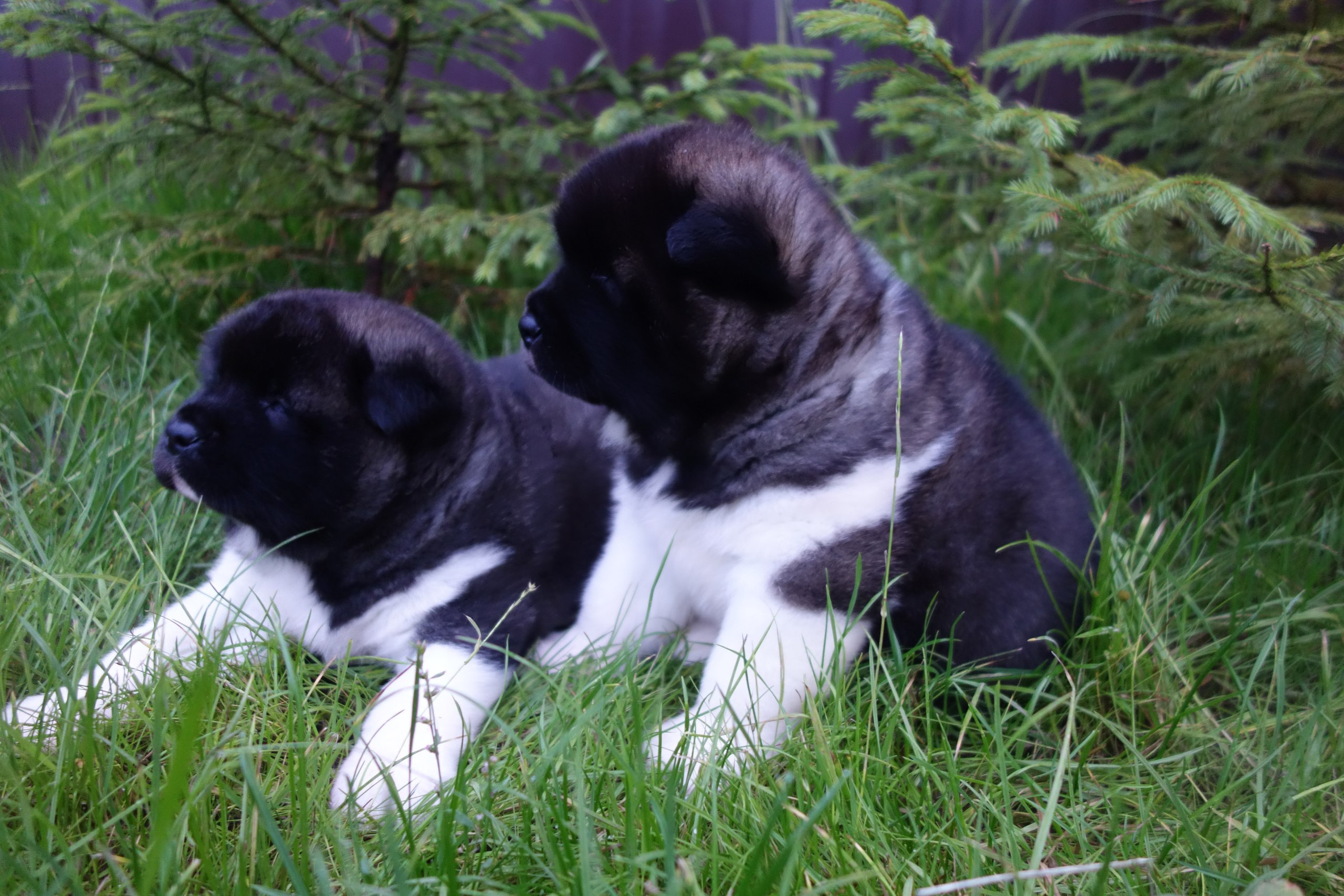 Помет И общее. AMERICAN AKITA RUBYLIGHT KENNEL I SHIBA-INU