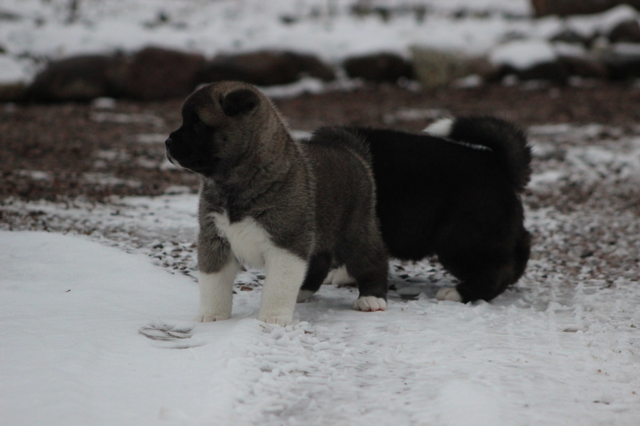 Svargas Dancing in the rain. AMERICAN AKITA RUBYLIGHT KENNEL I SHIBA-INU
