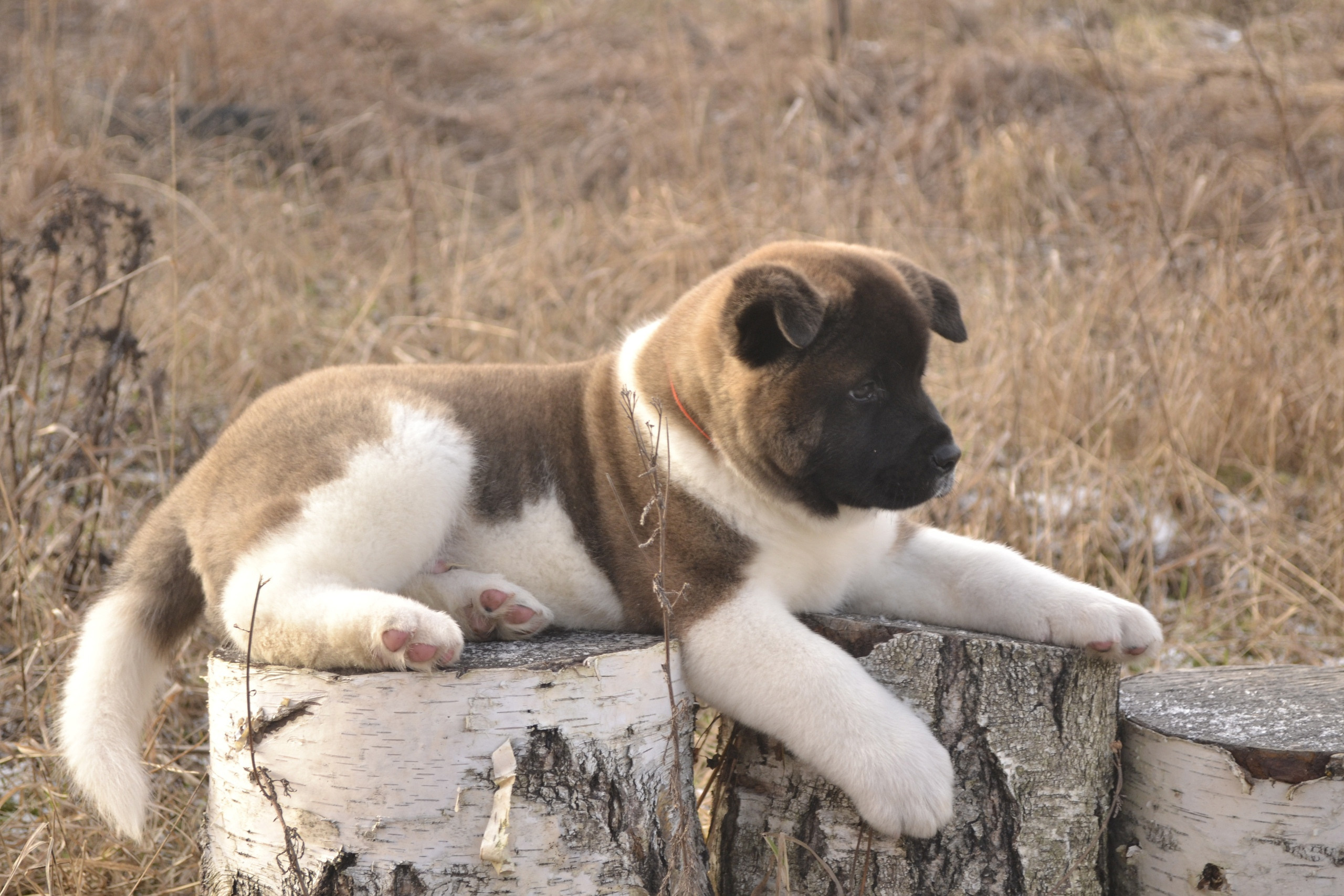 Щенки американской акиты питомник