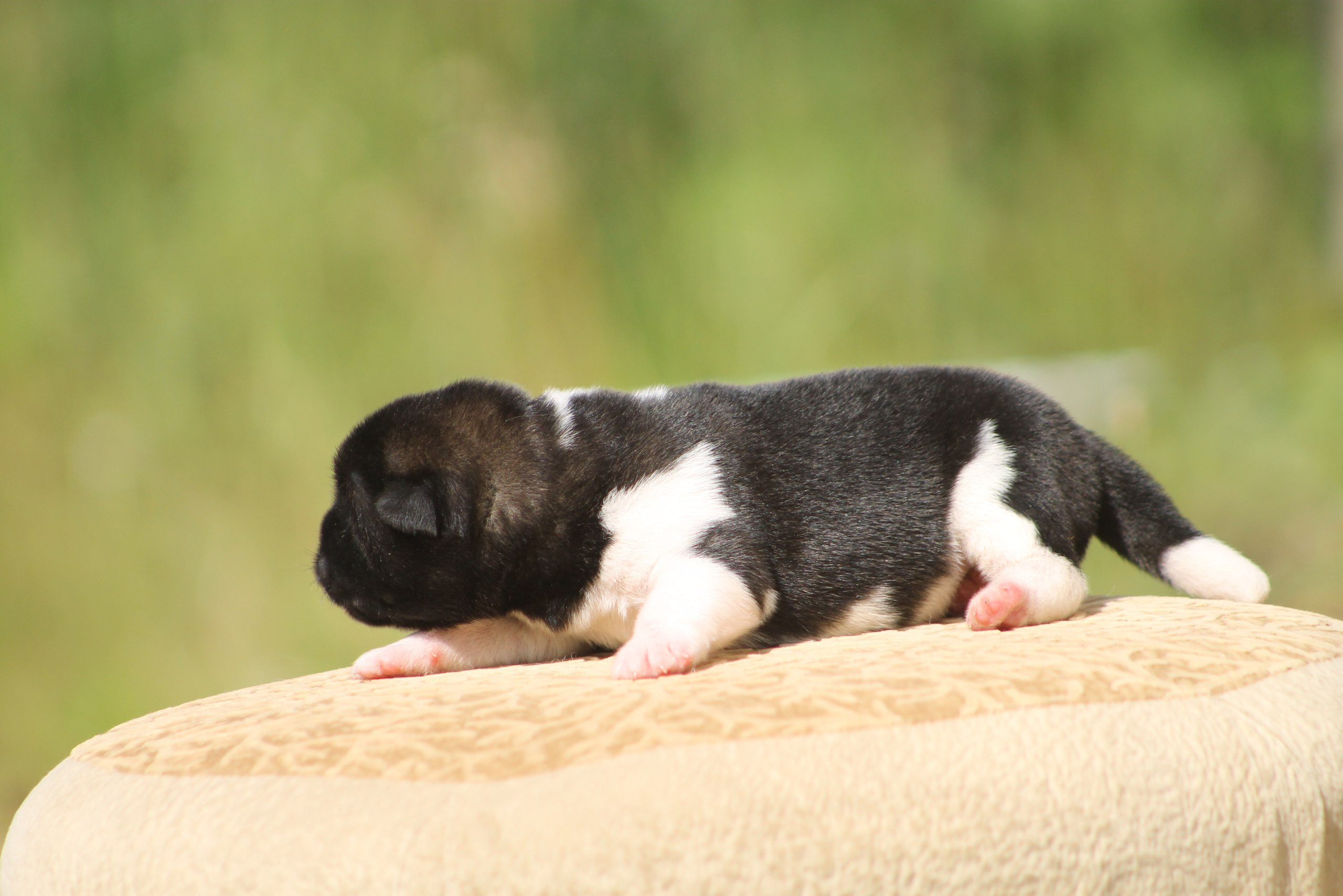 Помет И общее. AMERICAN AKITA RUBYLIGHT KENNEL I SHIBA-INU