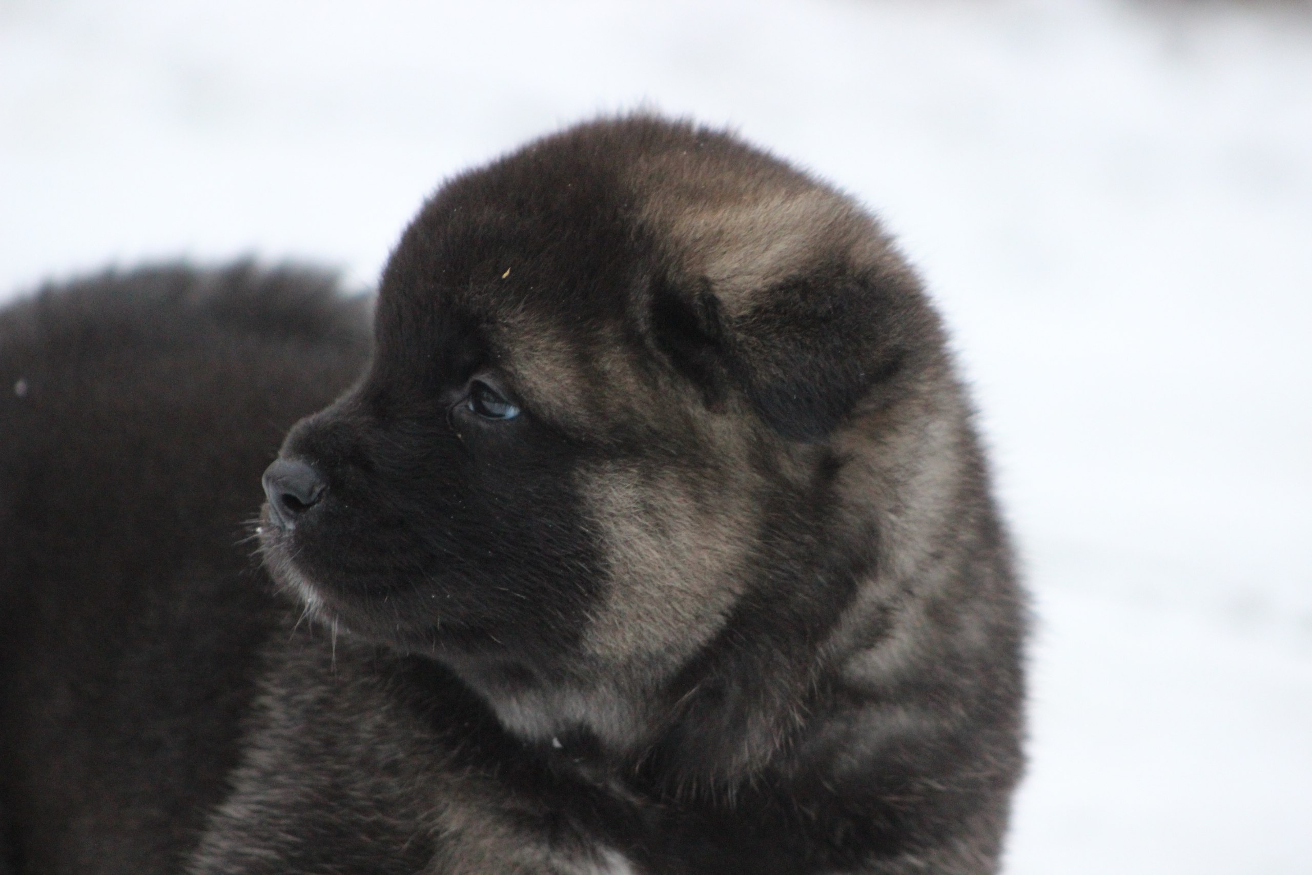 Американская акита питомник RUBYLIGHT. Американская акита I Сиба ину I Питомник RUBYLIGHT