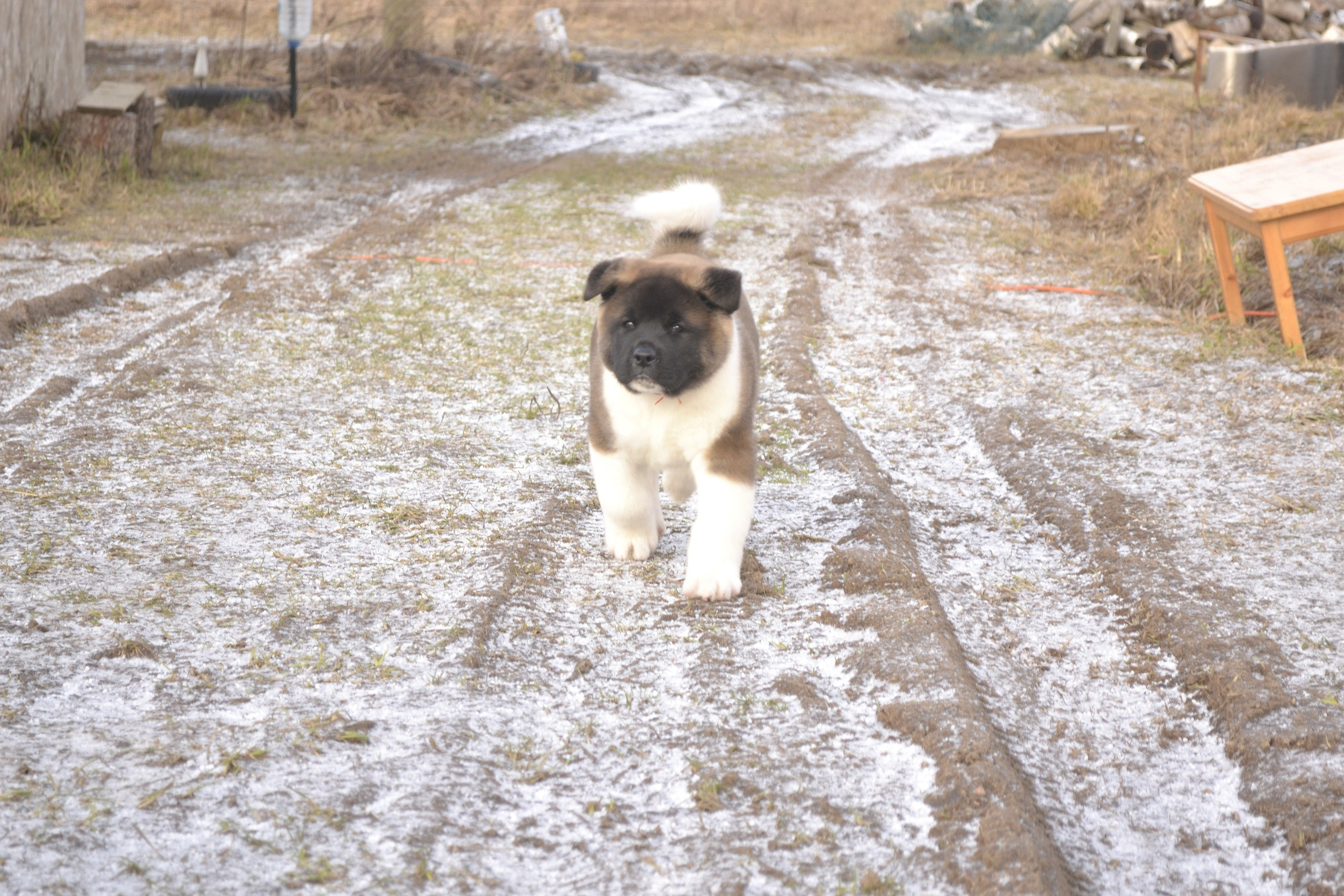 Щенки американской акиты питомник