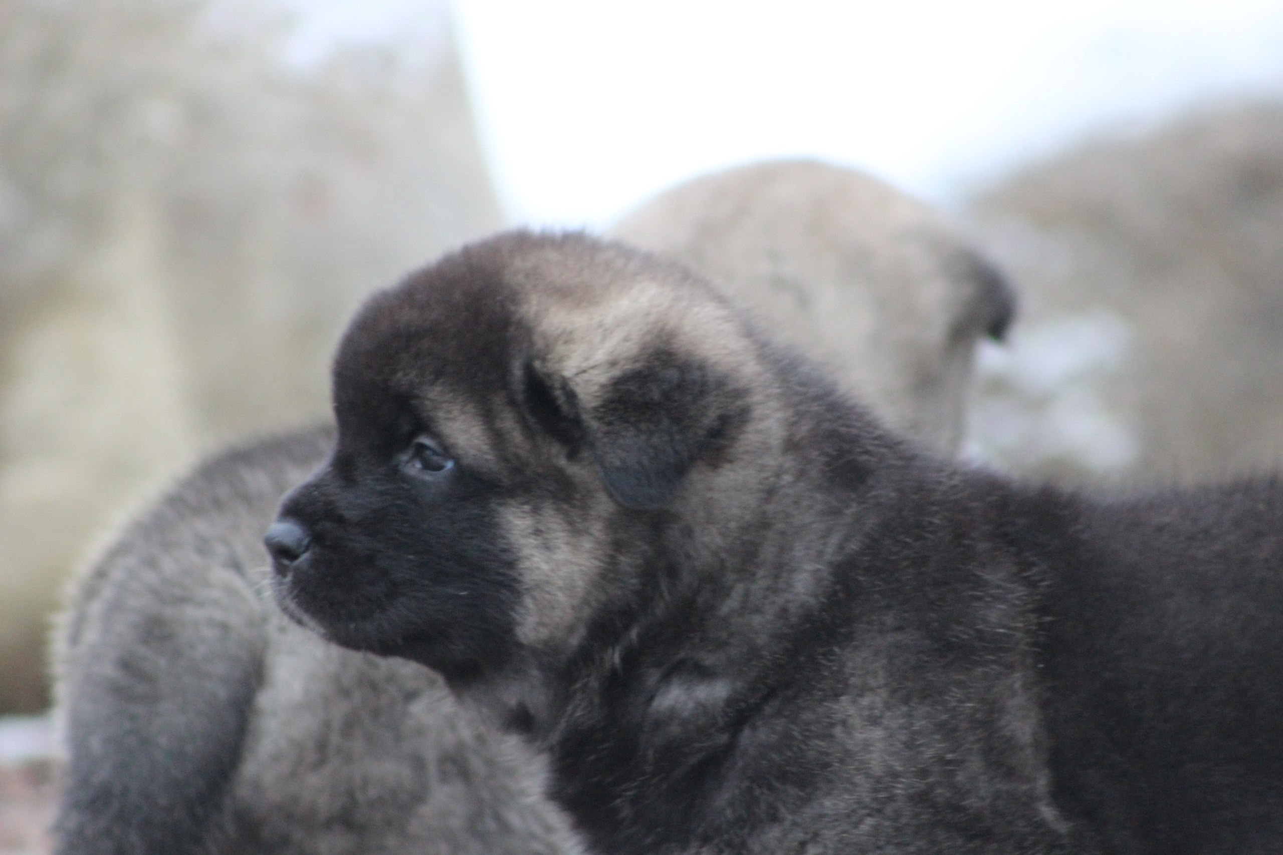 Американская акита питомник RUBYLIGHT. Американская акита I Сиба ину I Питомник RUBYLIGHT