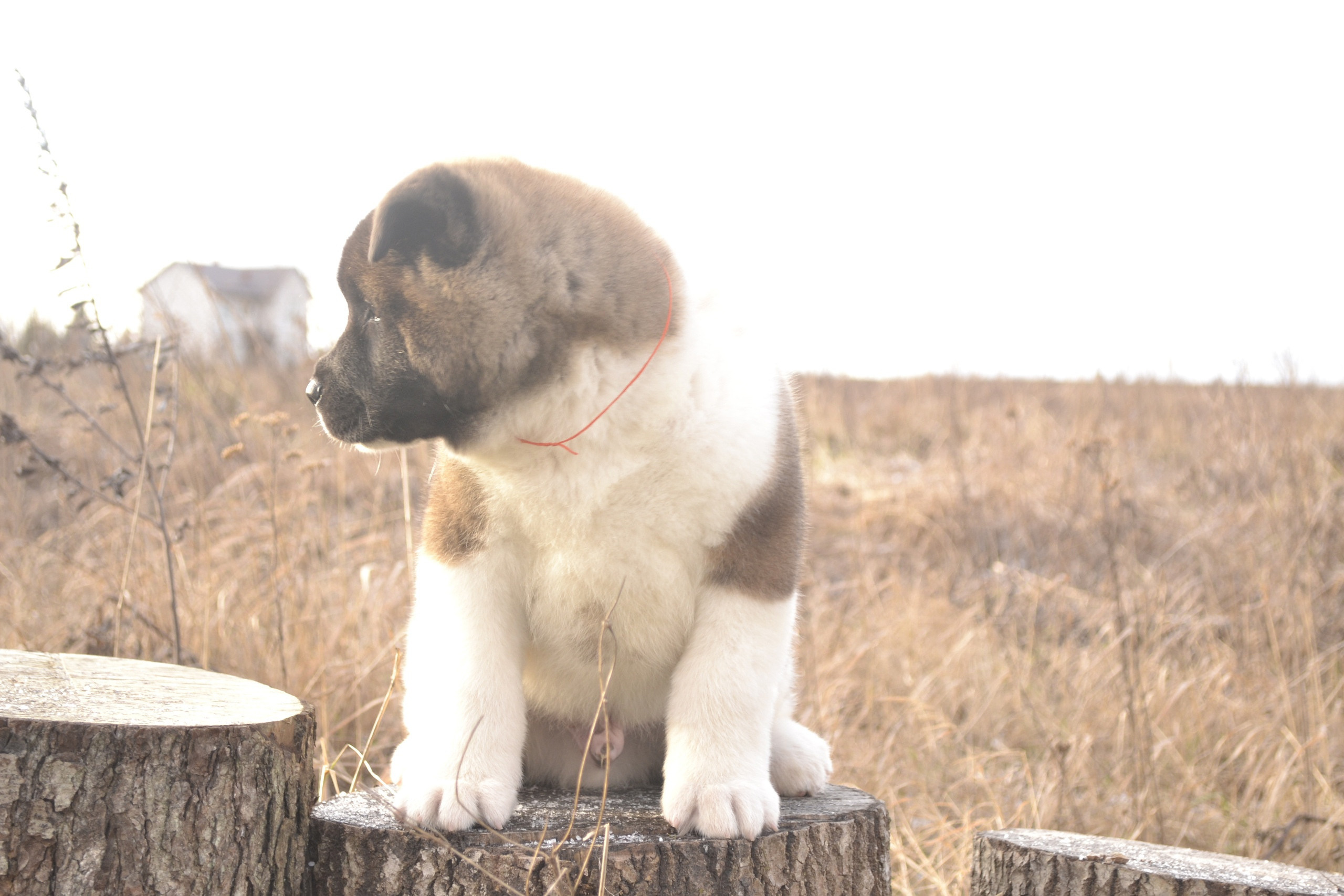 Щенки американской акиты питомник
