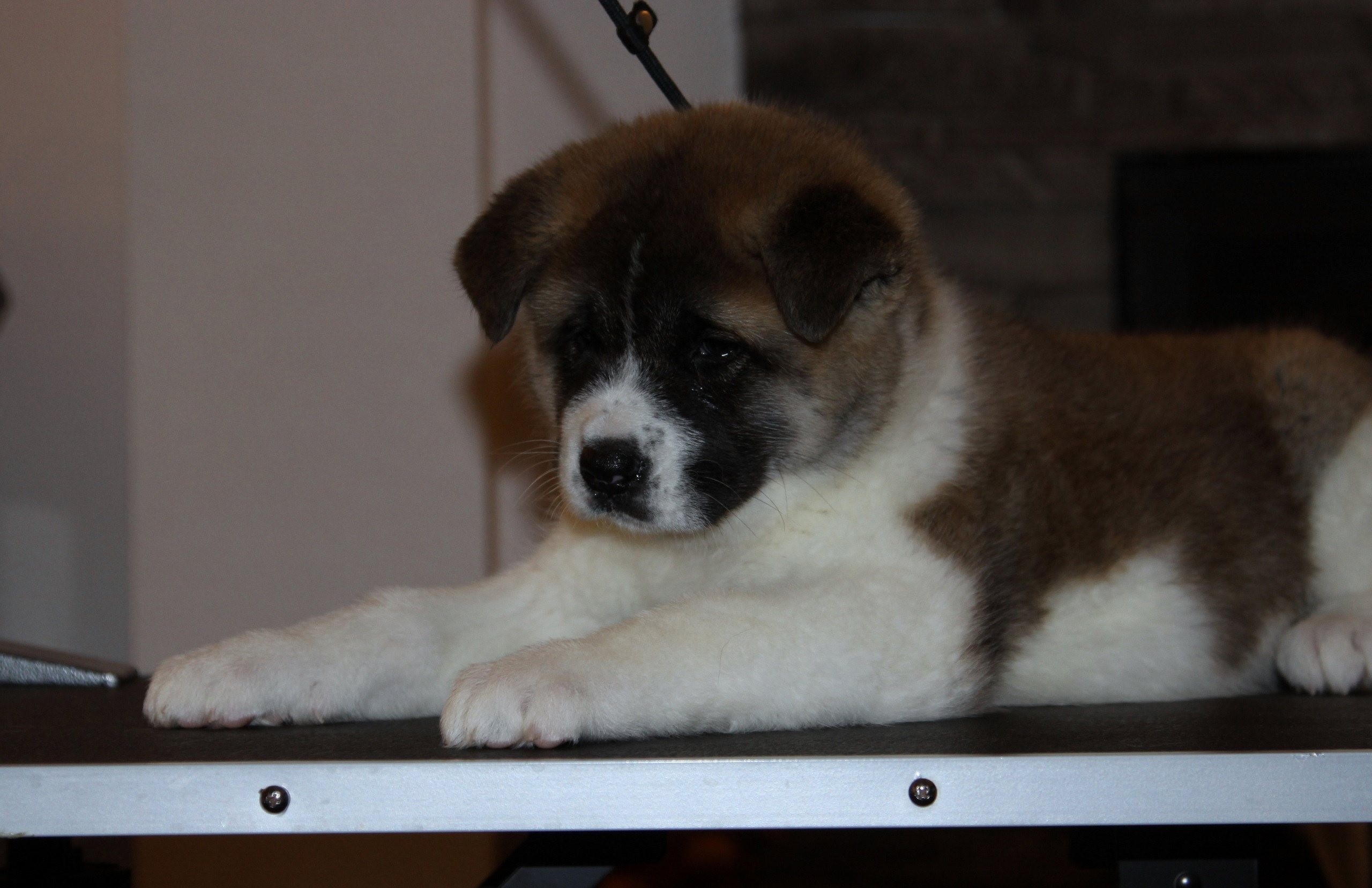 Щенки американской акиты питомник RUBYLIGHT Помет «E» Дата рождения 01.12.2019 г. Отец: NATIVEBEAR ZENNON FLY Мать: SVARGAS OCEAN LOVE  