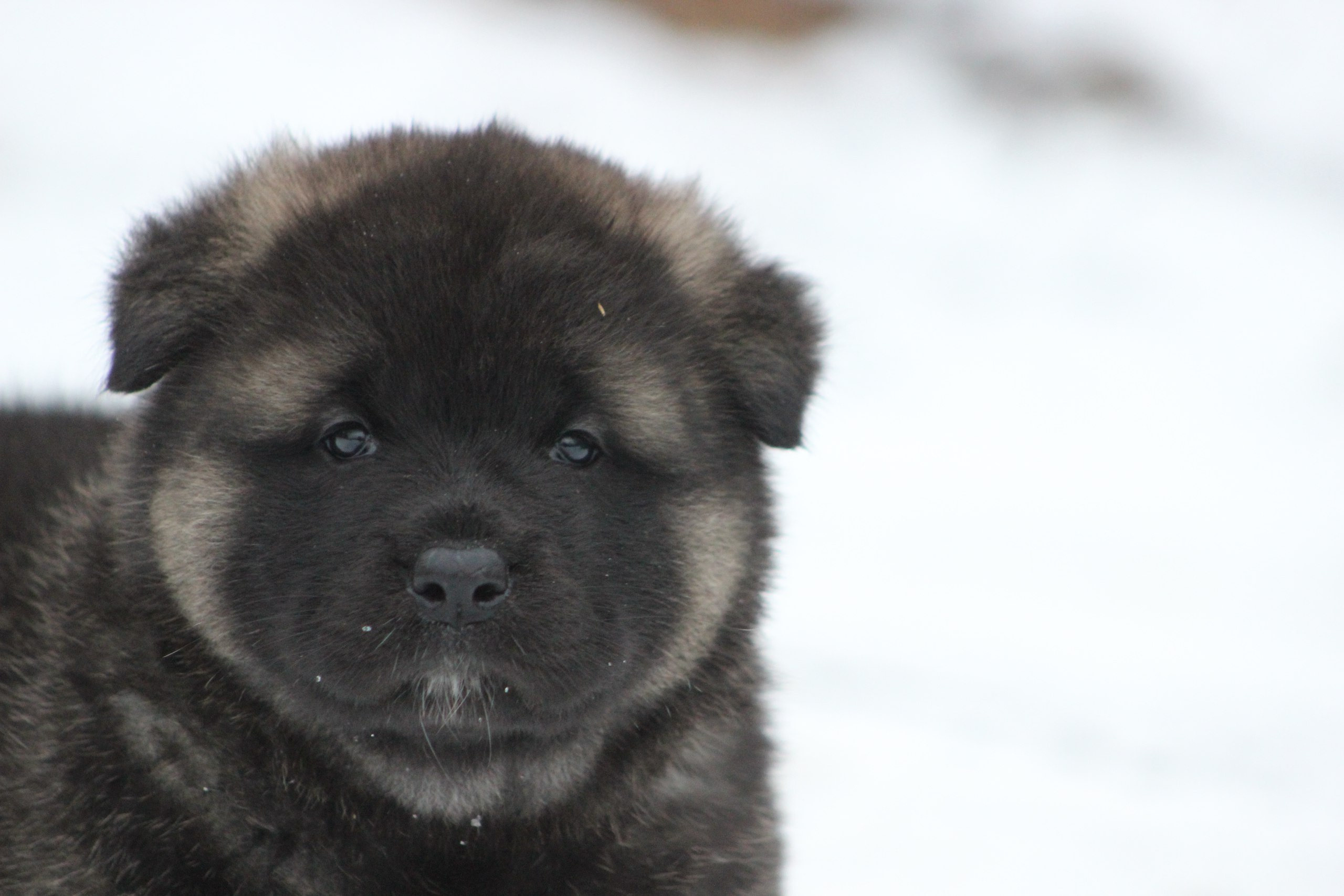 Американская акита питомник RUBYLIGHT. Американская акита I Сиба ину I Питомник RUBYLIGHT