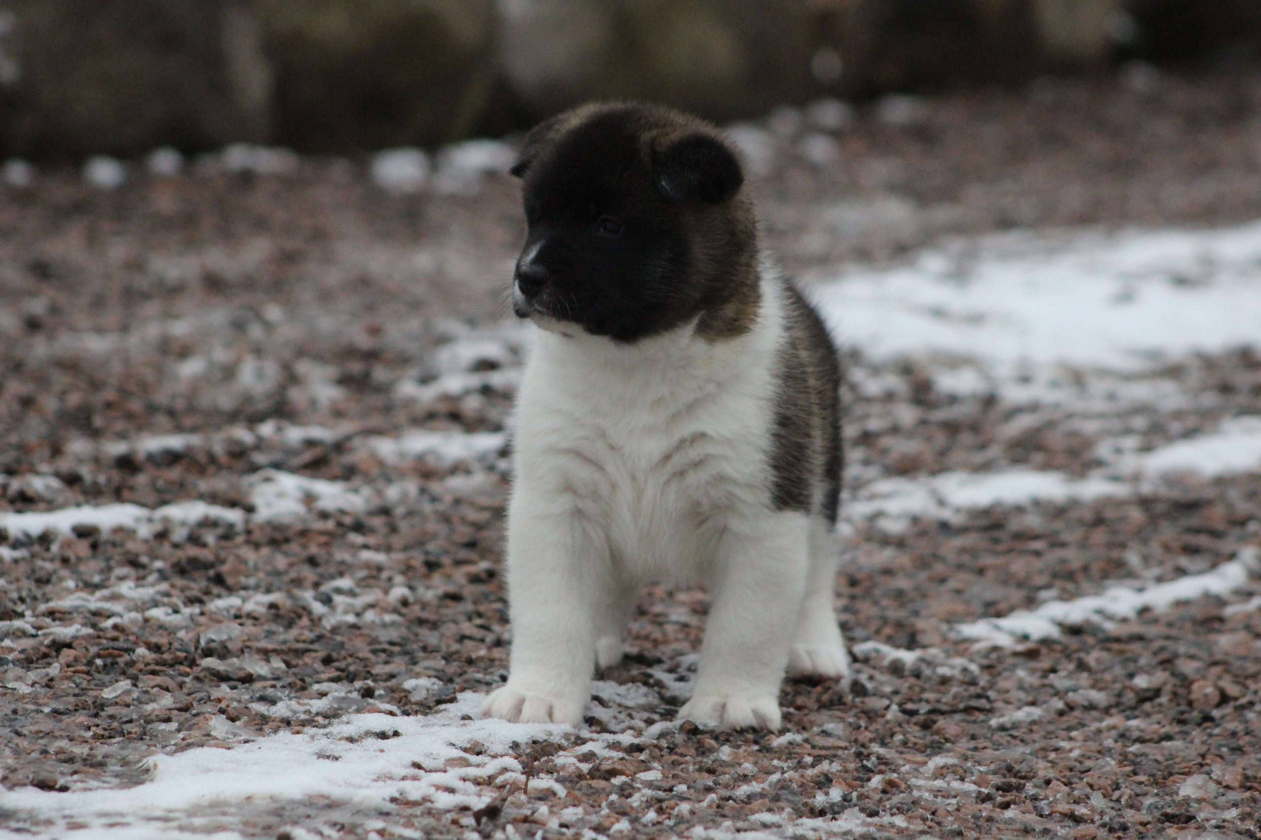 Svargas Domino * Даки. AMERICAN AKITA RUBYLIGHT KENNEL I SHIBA-INU