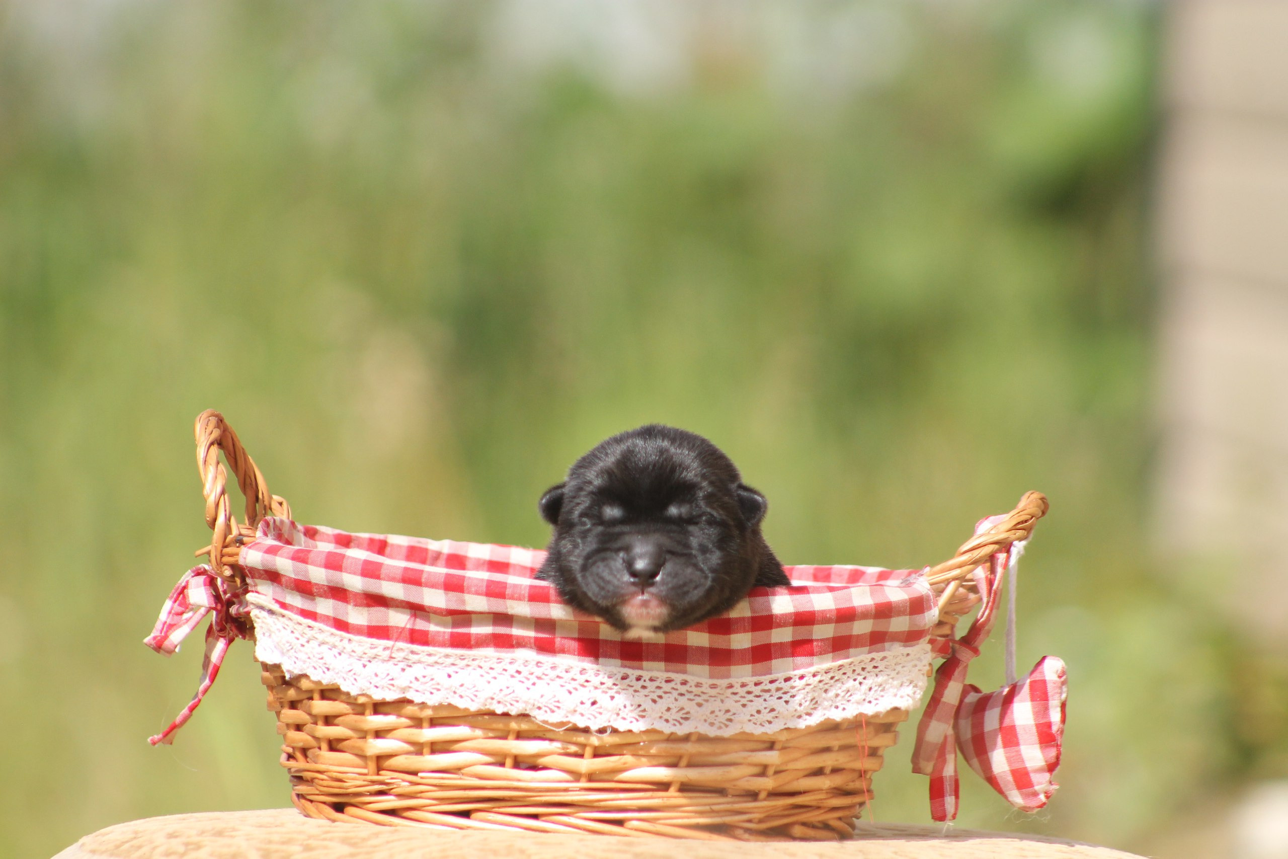 Помет И общее. AMERICAN AKITA RUBYLIGHT KENNEL I SHIBA-INU