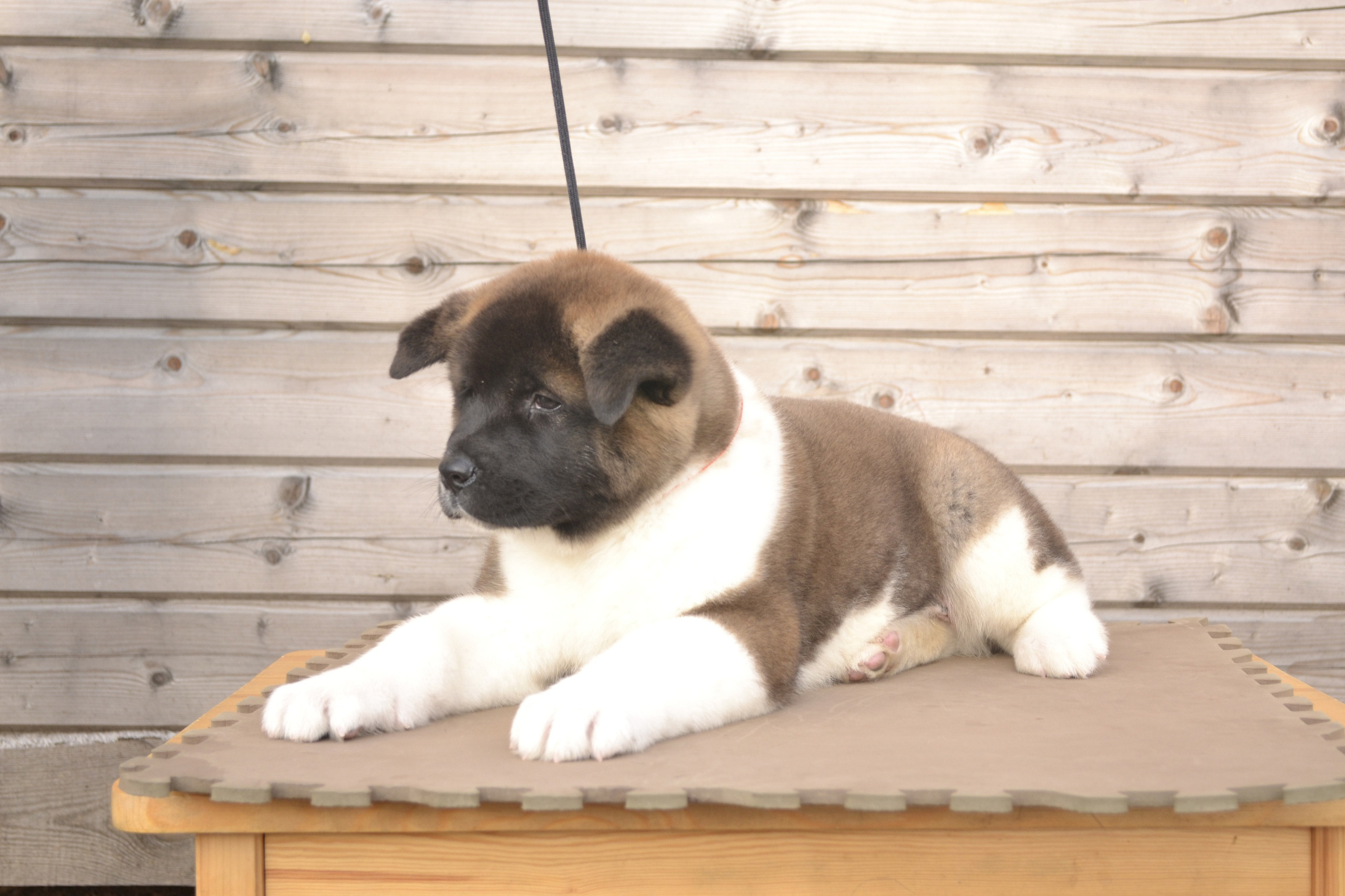 Щенки американской акиты питомник