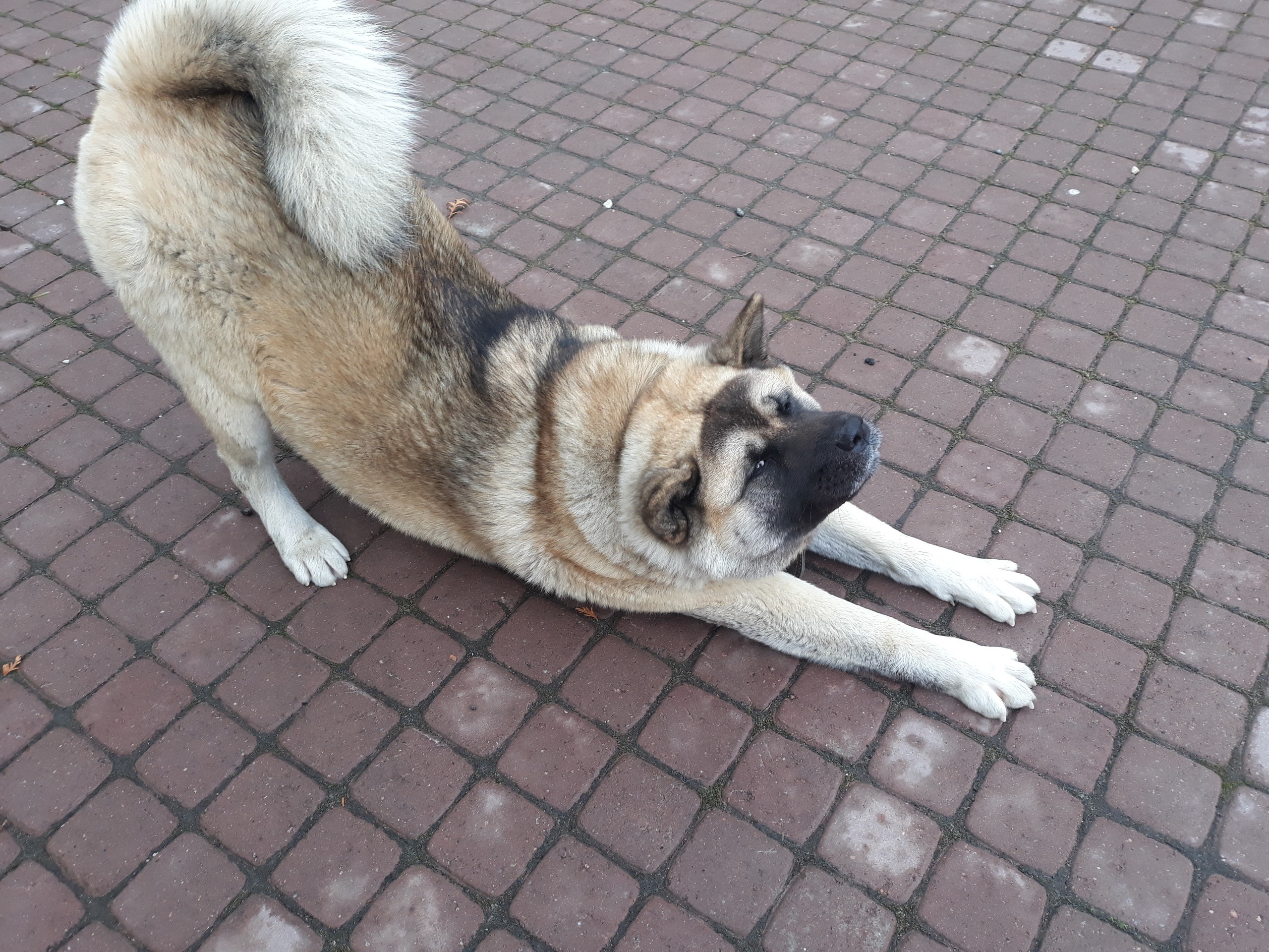 Американская акита питомник RUBYLIGHT. Американская акита I Сиба ину I Питомник RUBYLIGHT