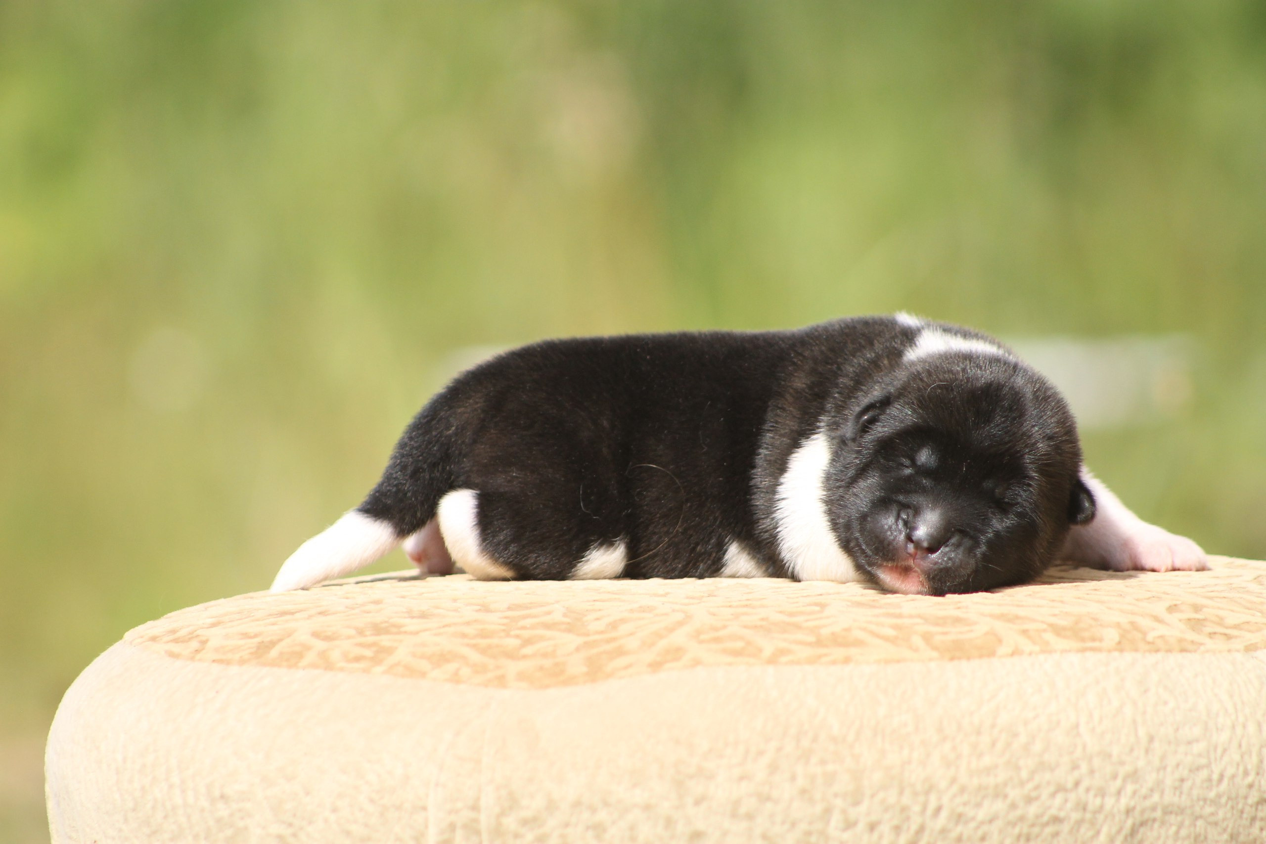 Помет И общее. AMERICAN AKITA RUBYLIGHT KENNEL I SHIBA-INU
