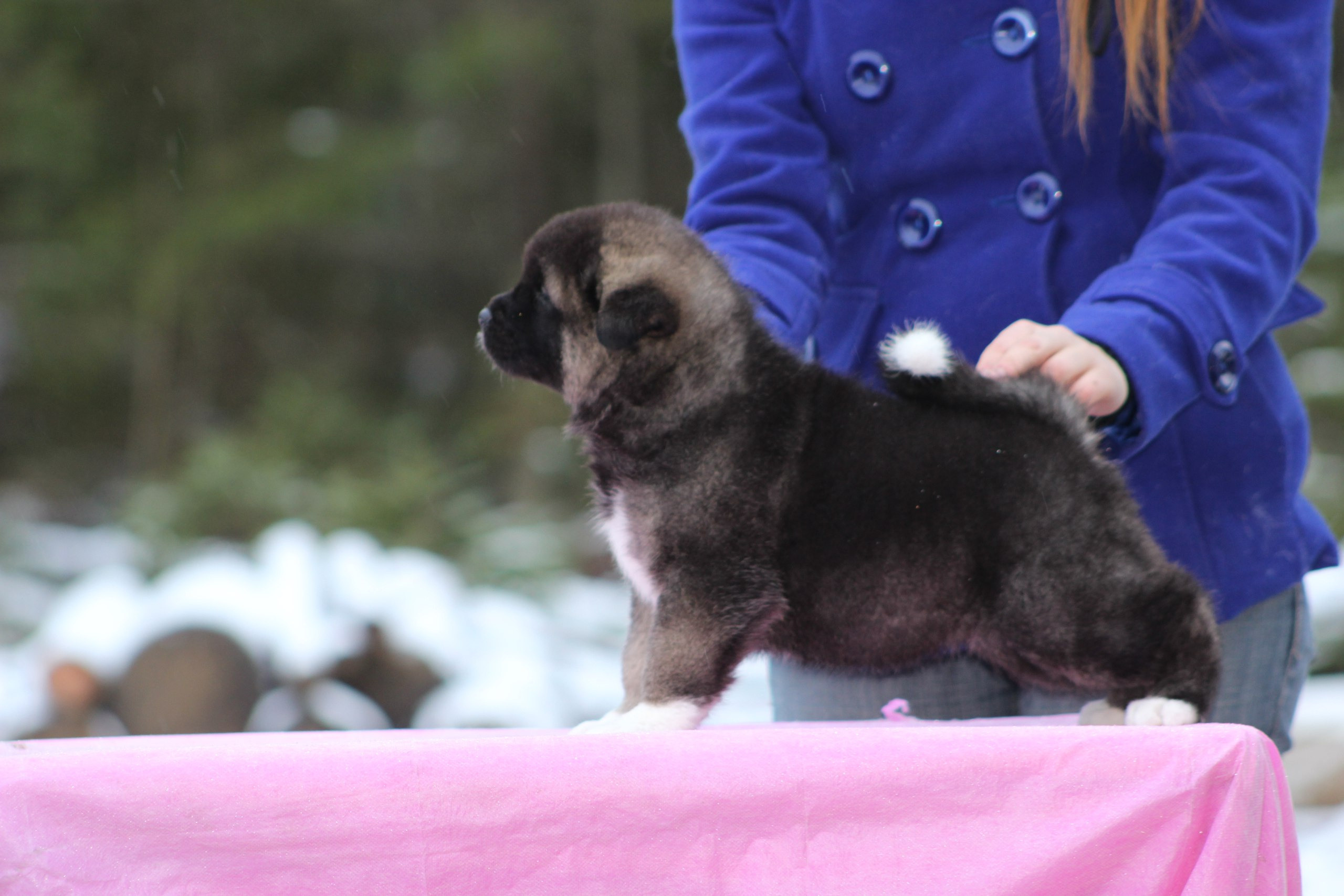 Американская акита питомник RUBYLIGHT. Американская акита I Сиба ину I Питомник RUBYLIGHT